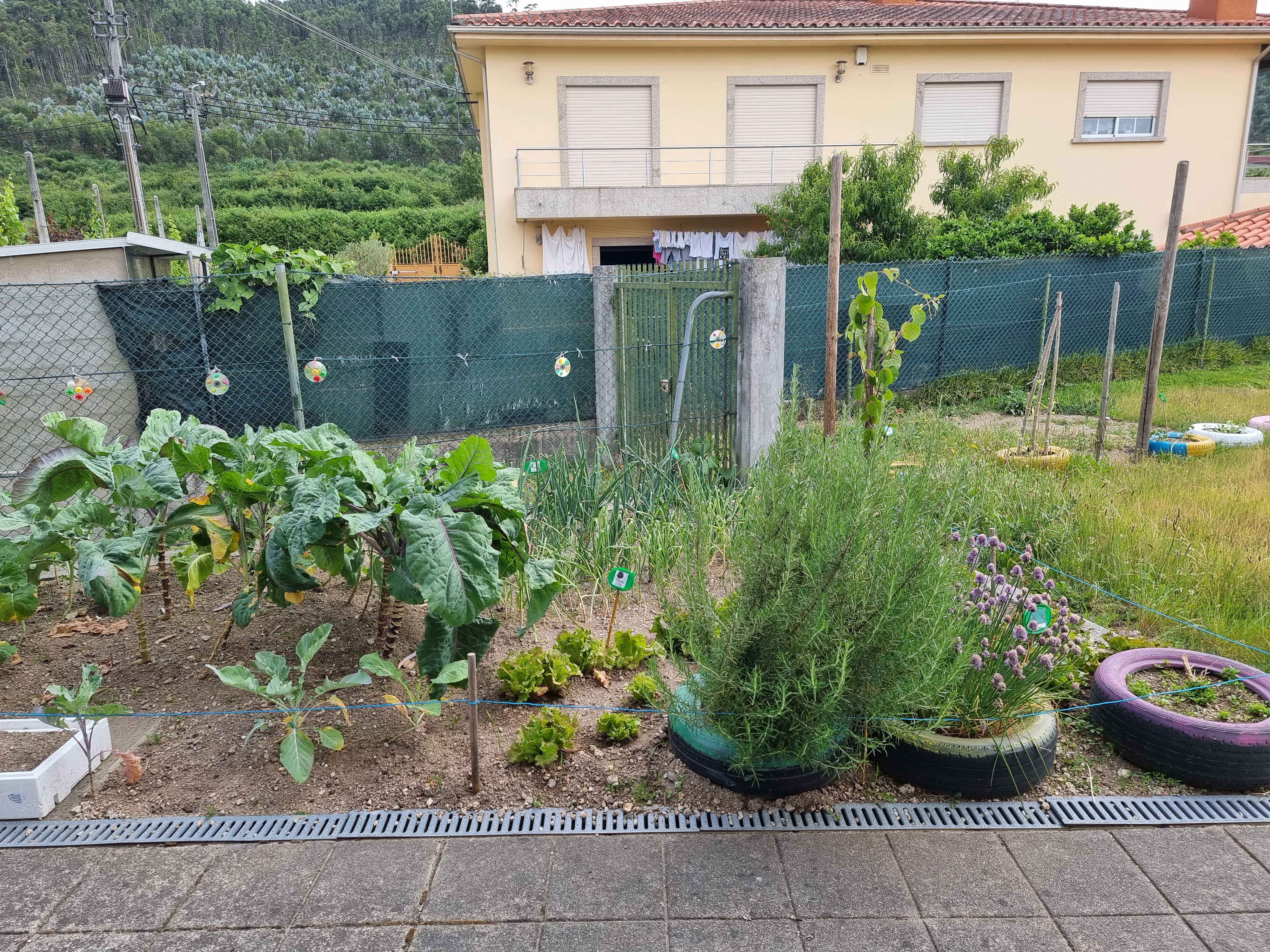 Vista da horta onde estão os chuchus, Alhos, cebolas, alface, e nos pneus piripiri, cebolinho e alecrim.