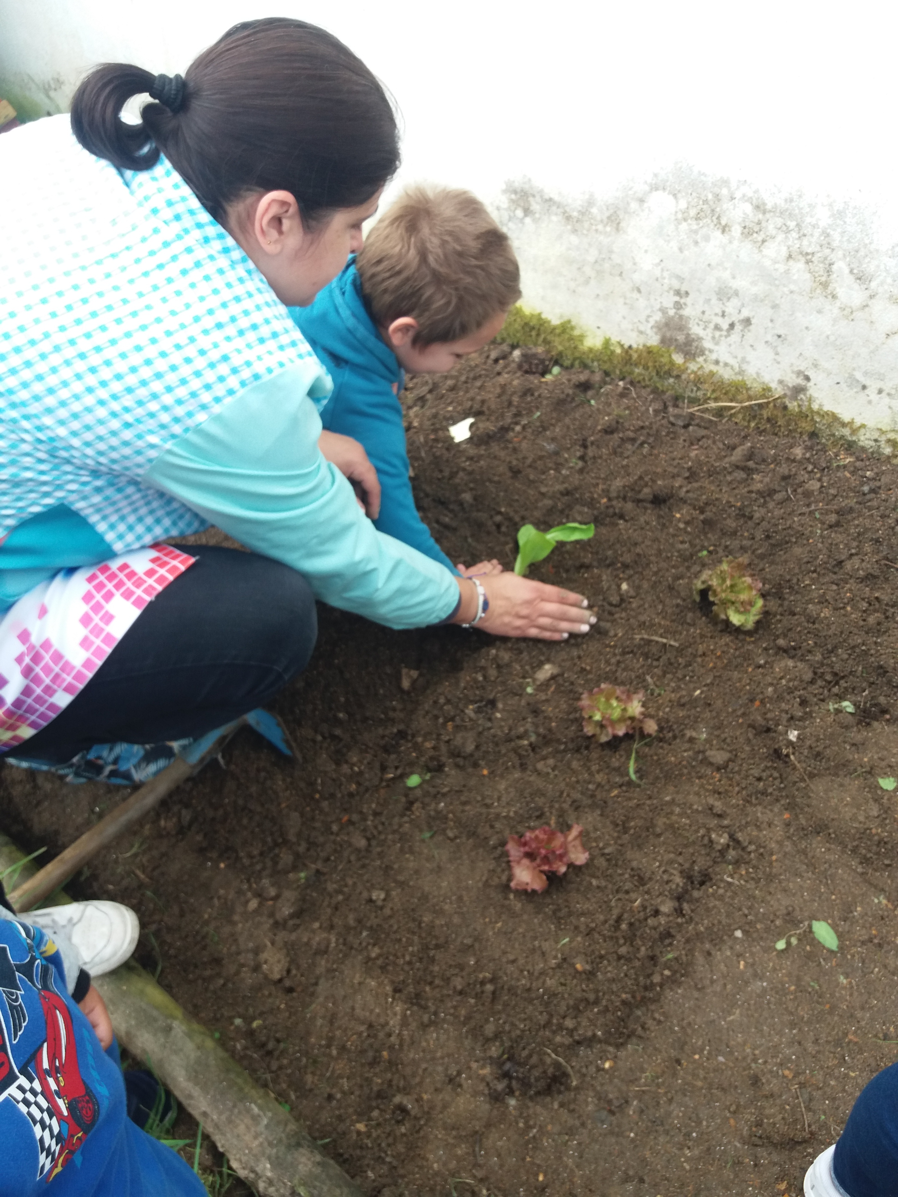 Plantando alfaces, tomateiros, couves, semeando feijões, girassóis