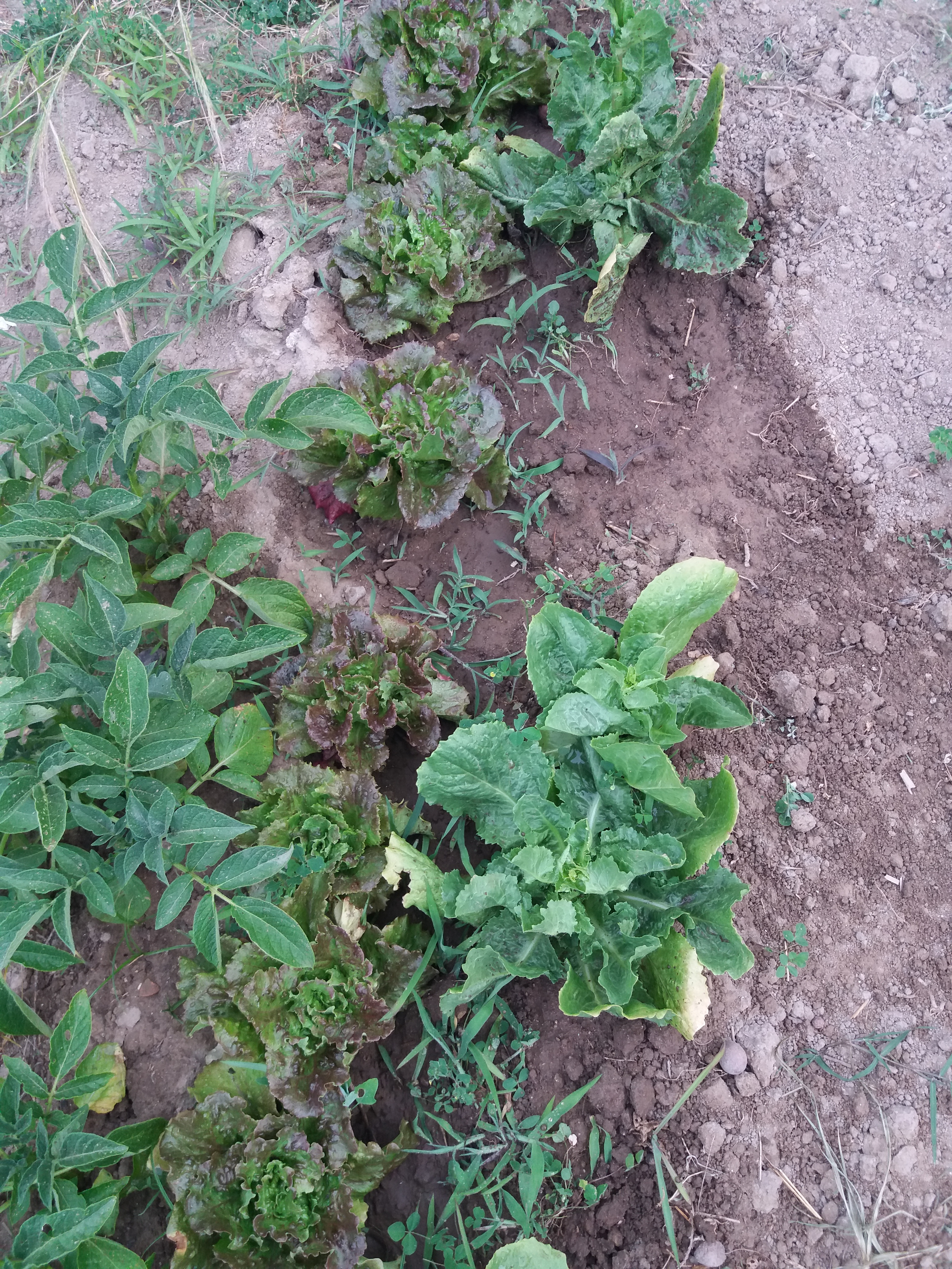 O crescimento dos legumes em Maio