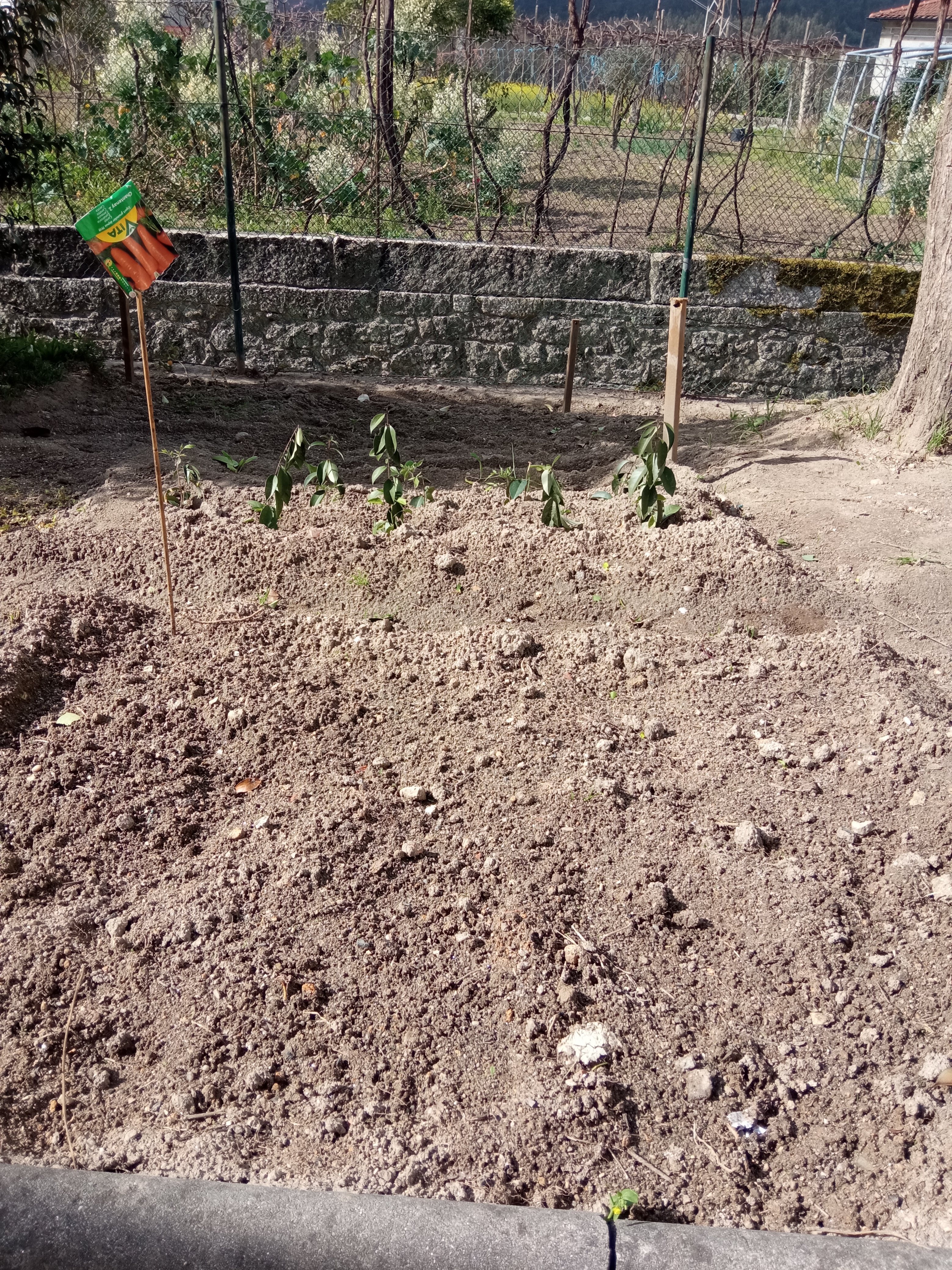 Aplicação do composto bio na horta.
Canteiro das cenouras.
