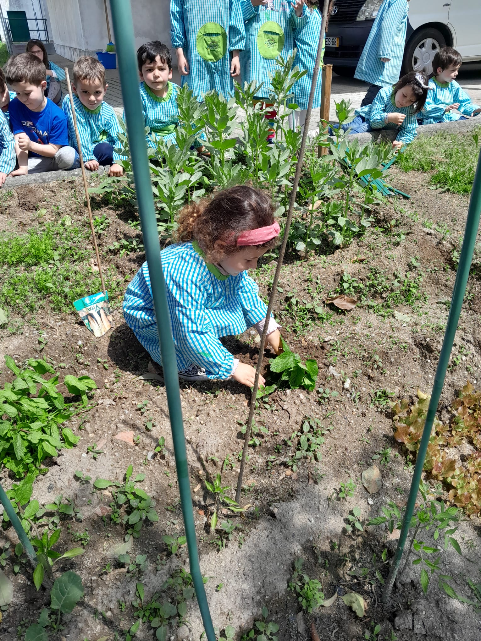 Plantação do canteiro de ervas aromáticas.
