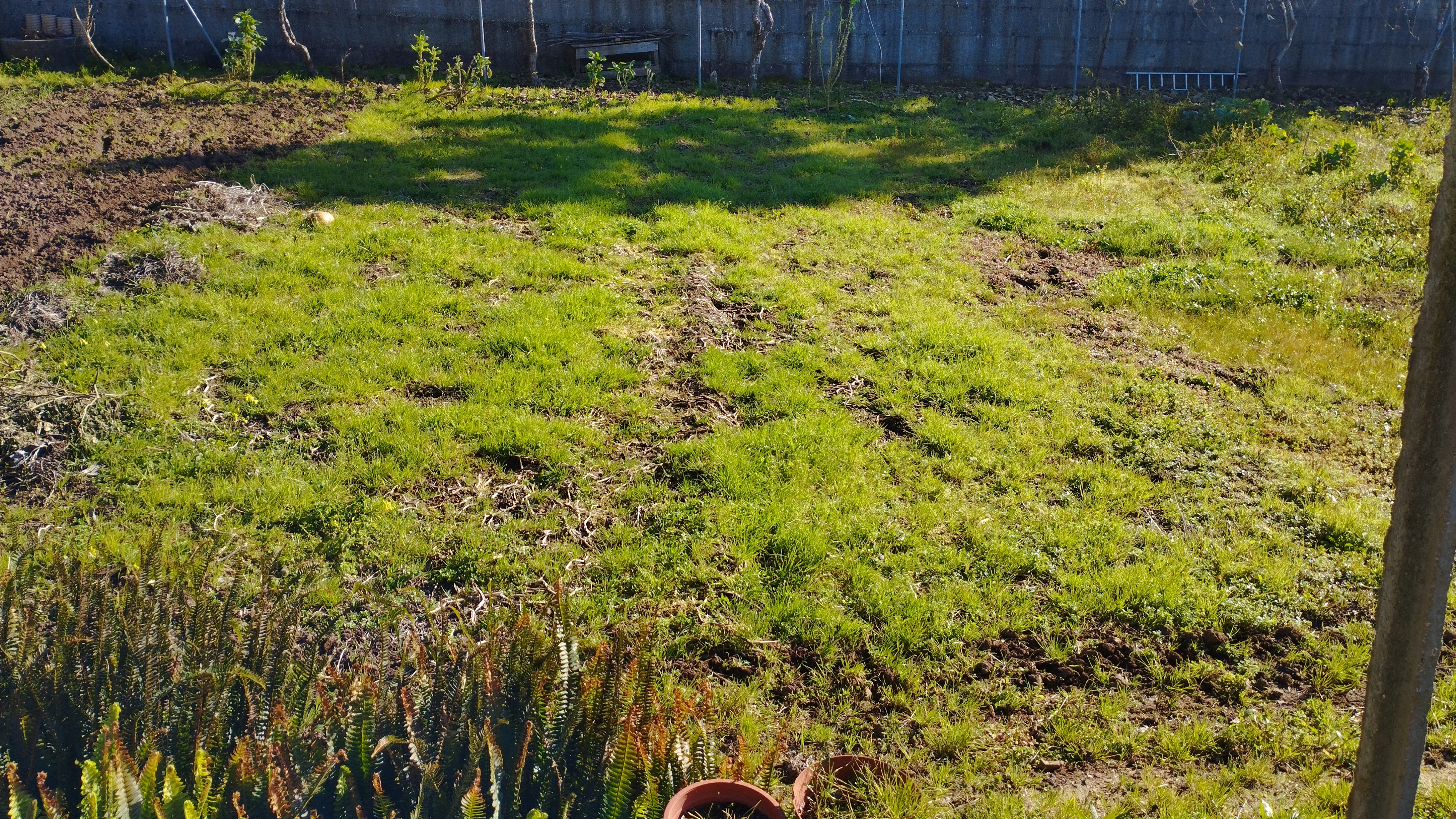 Terreno para cultivo do Patronato. Espaço a ser usado para a Horta.