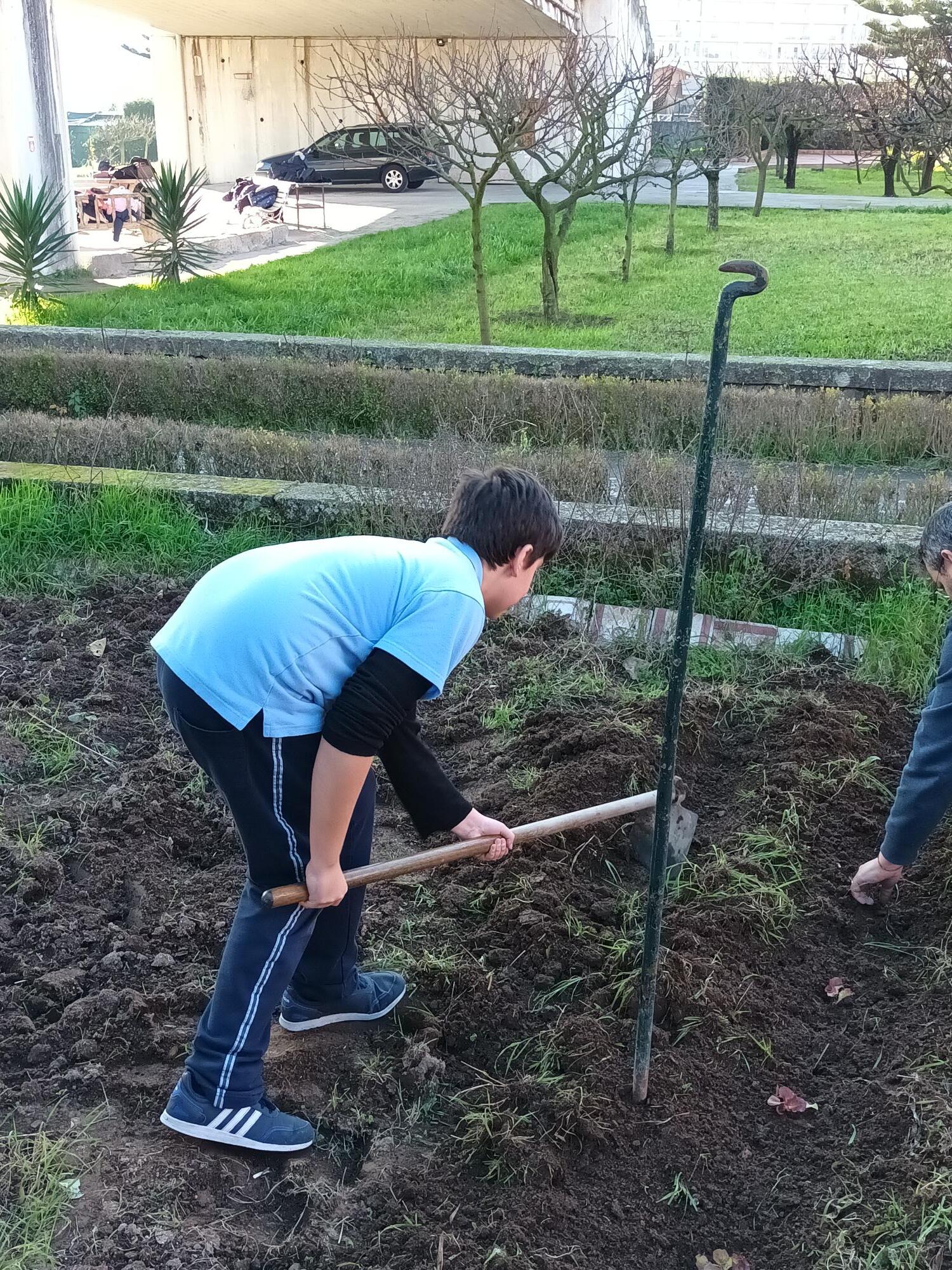 Semear e plantar: alfaces, couves, beterraba, alho francês, penca e couve.