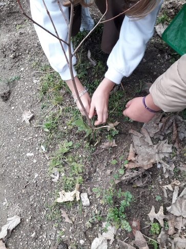 Foram plantadas 2 macieiras, uma bravo de esmolfe e uma golden.