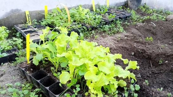 Os legumes prontos para o transplante nas covetes