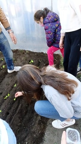 Transplante de alfaces e espinafres na estufa.