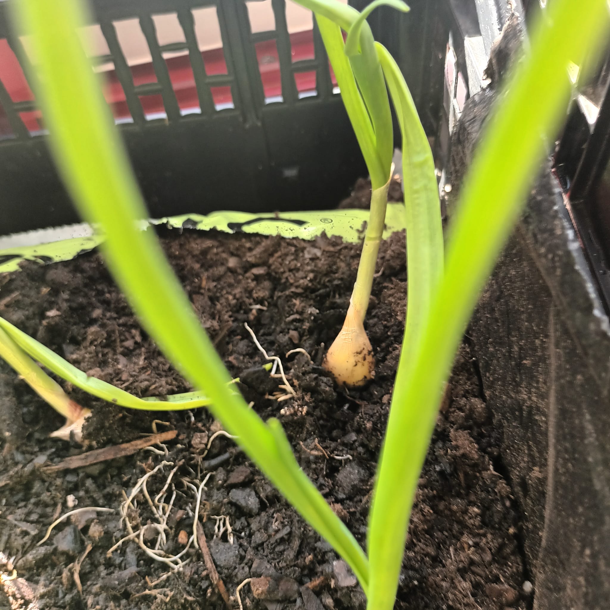 Alhos, em estufa, antes de serem colocados no terreno