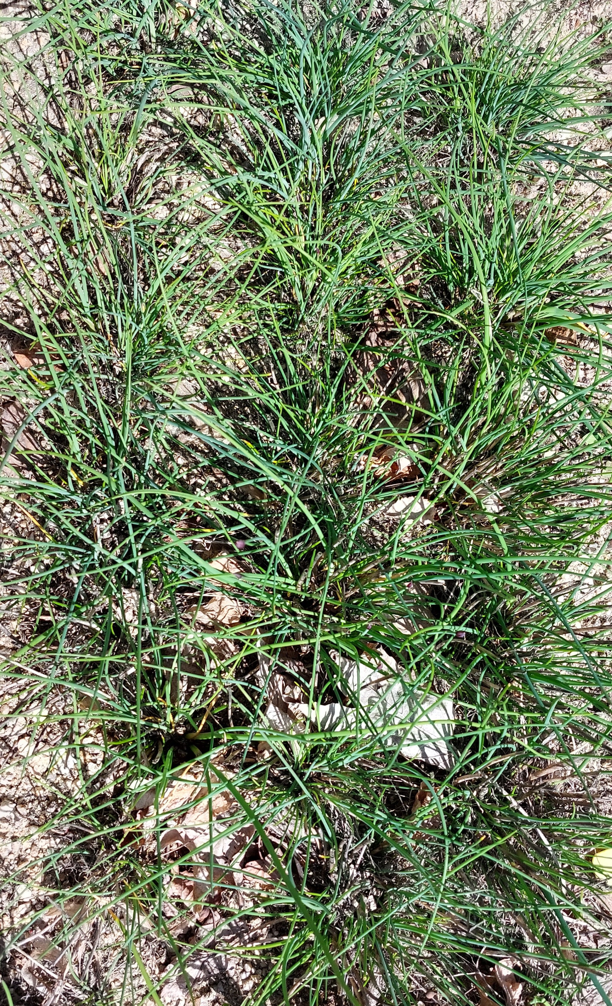 Em janeiro apenas tínhamos as plantas aromáticas que estão nos canteiros das aromáticas (cebolinho, cidreira, hortelã- pimenta, hortelã- mourisca, hortelã vulgar, alecrim, tomilho, tomilho limão, sálvia, salsa e segurelha.