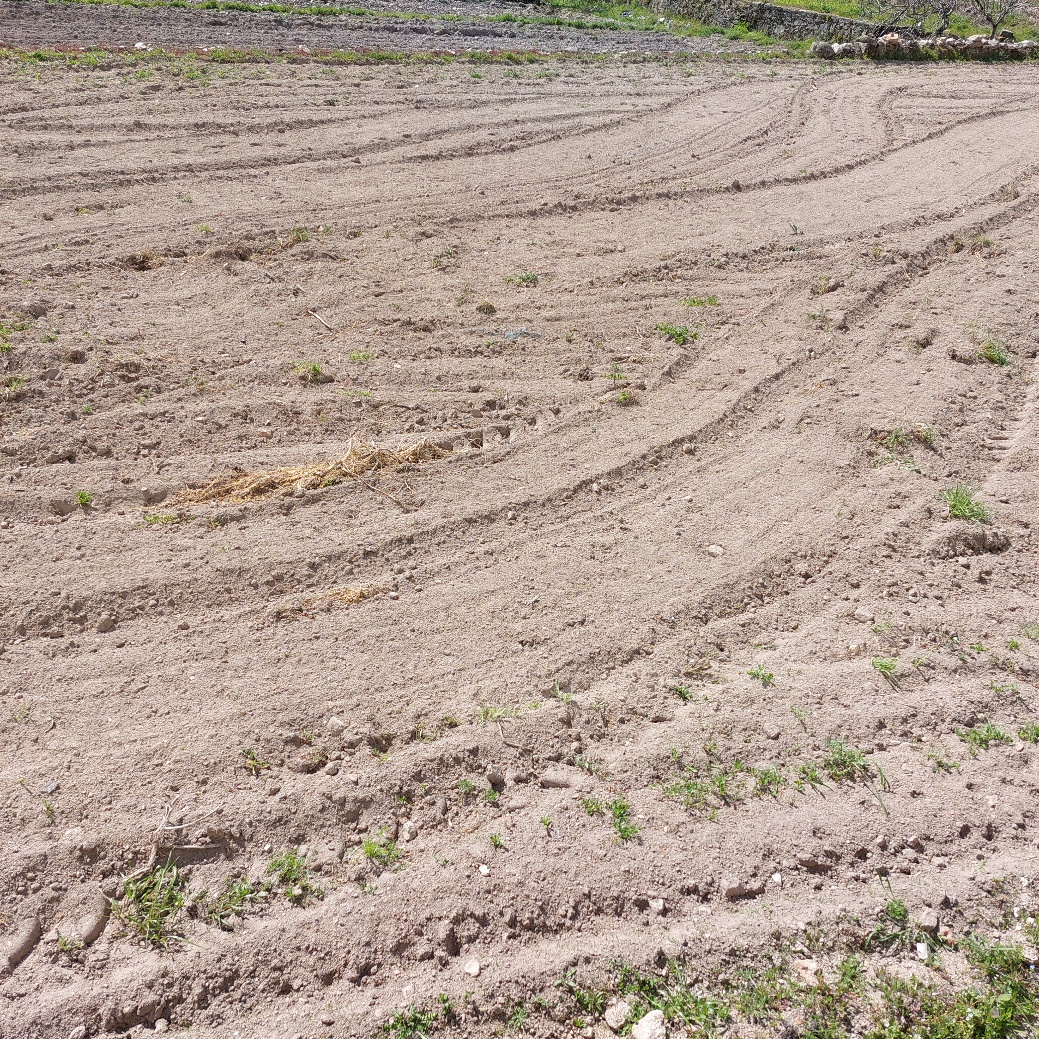 Este inverno foi complicado e por isso em janeiro ainda não tínhamos nada semeado.
O mês de dezembro, como foi muito chuvoso não permitiu que a terra da horta fosse lavrada.
