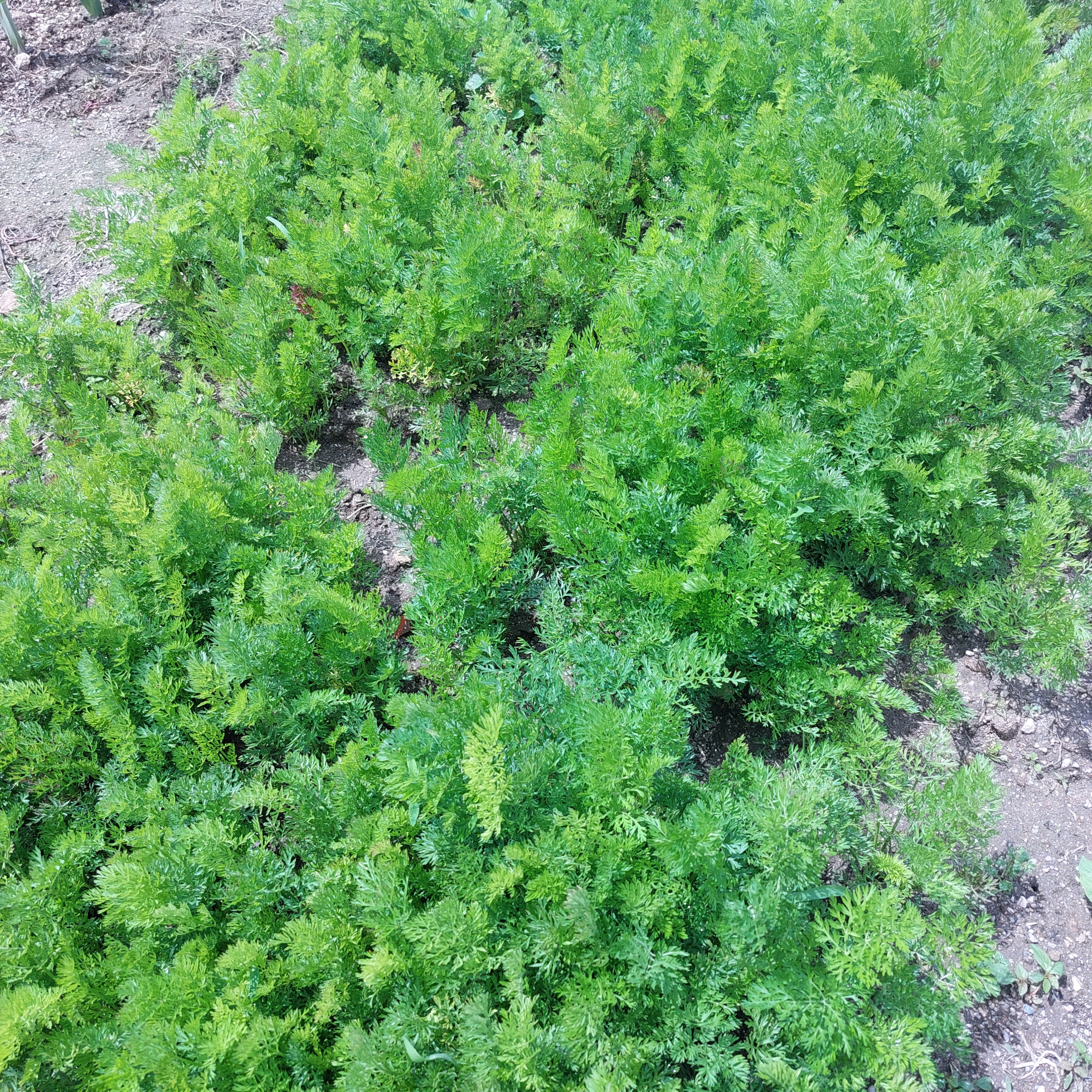 As cenouras vão ser utilizadas na confeção das refeições da escola, assim como todos os legumes cultivados na nossa horta.