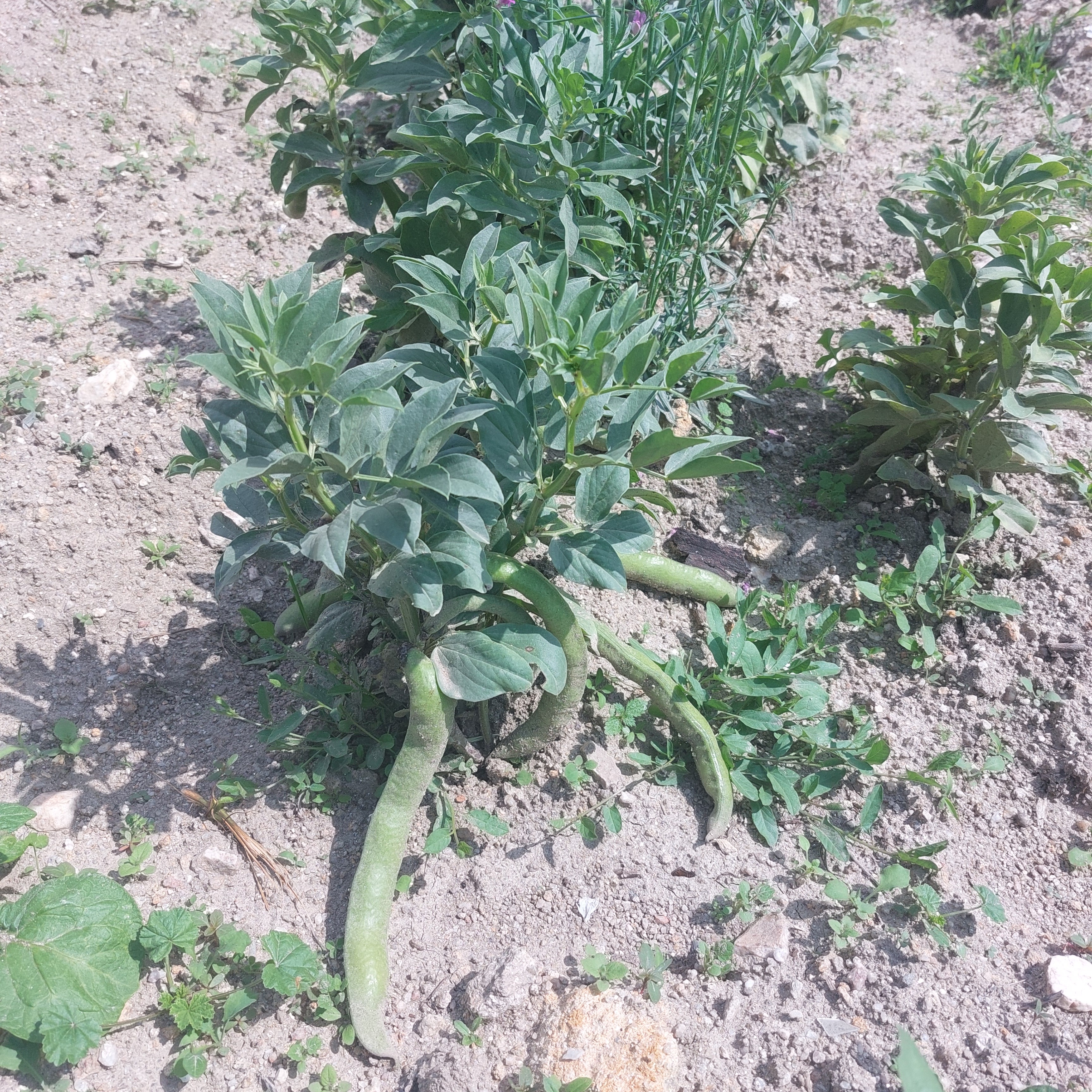 As favas tiveram uma boa produção e não apanharam pulgão. Este ano não cresceram tanto como no ano anterior.