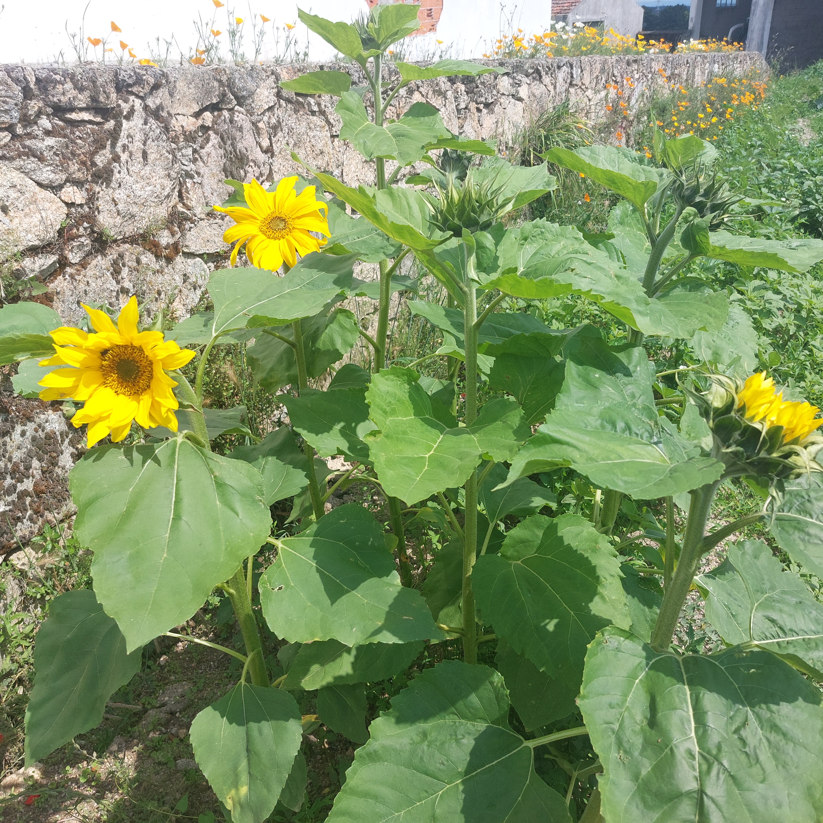 Tivemos a preocupação de colocarmos na horta girassóis e flores que atraíssem as abelhas e outros insetos polinizadores. Quando as sementes estiverem criadas vão ser utilizadas para os comedouros construídos para os pássaros.