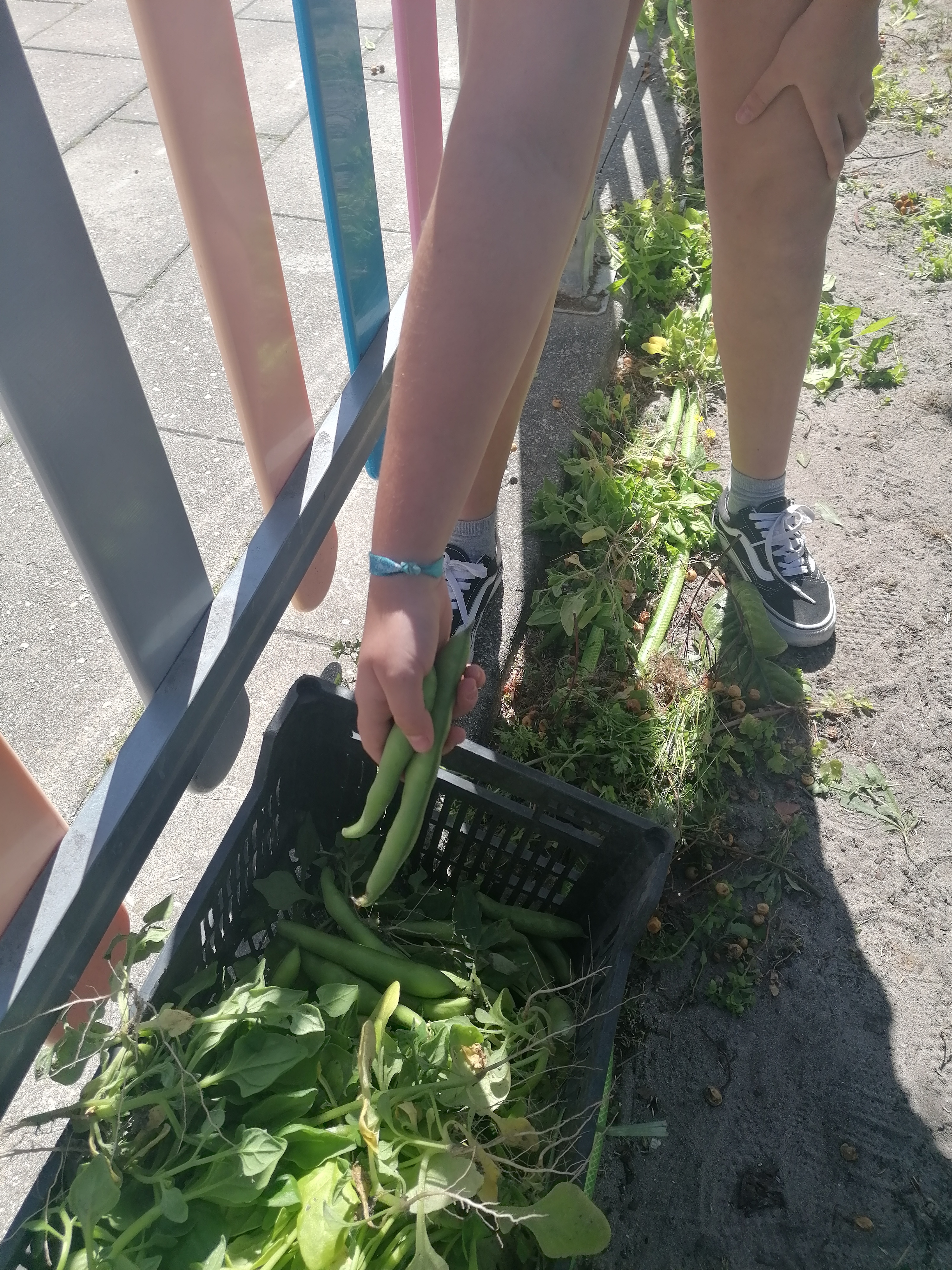 Fim tudo mais florido e com muitas colheitas, entregues na nossa cantina.