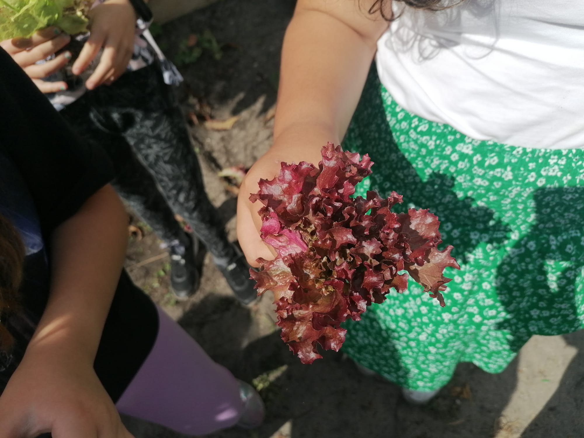 Fim tudo mais florido e com muitas colheitas, entregues na nossa cantina.