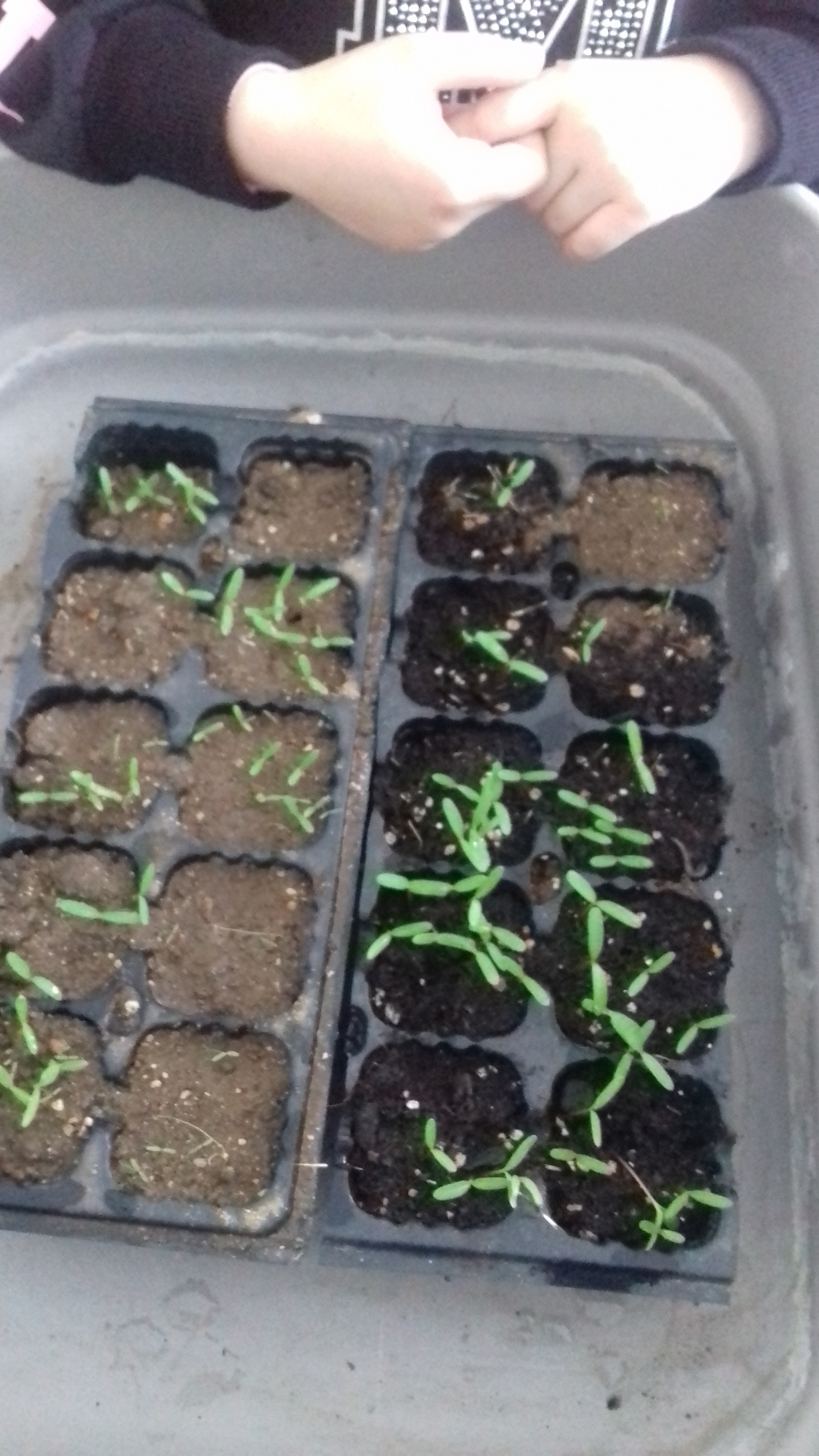 Germinação de sementes que os alunos levaram para a escola.