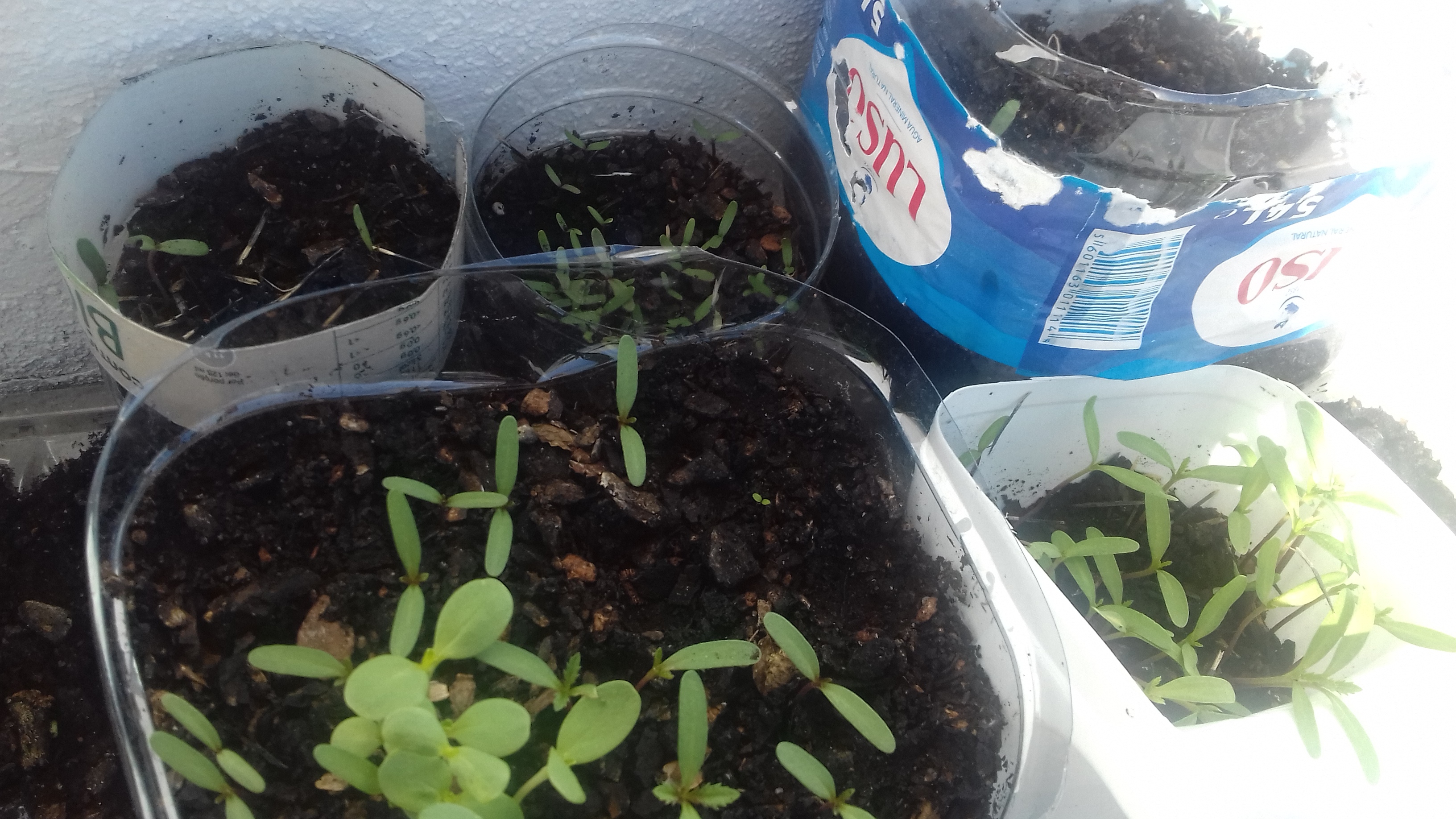 Germinação em sala de aula.