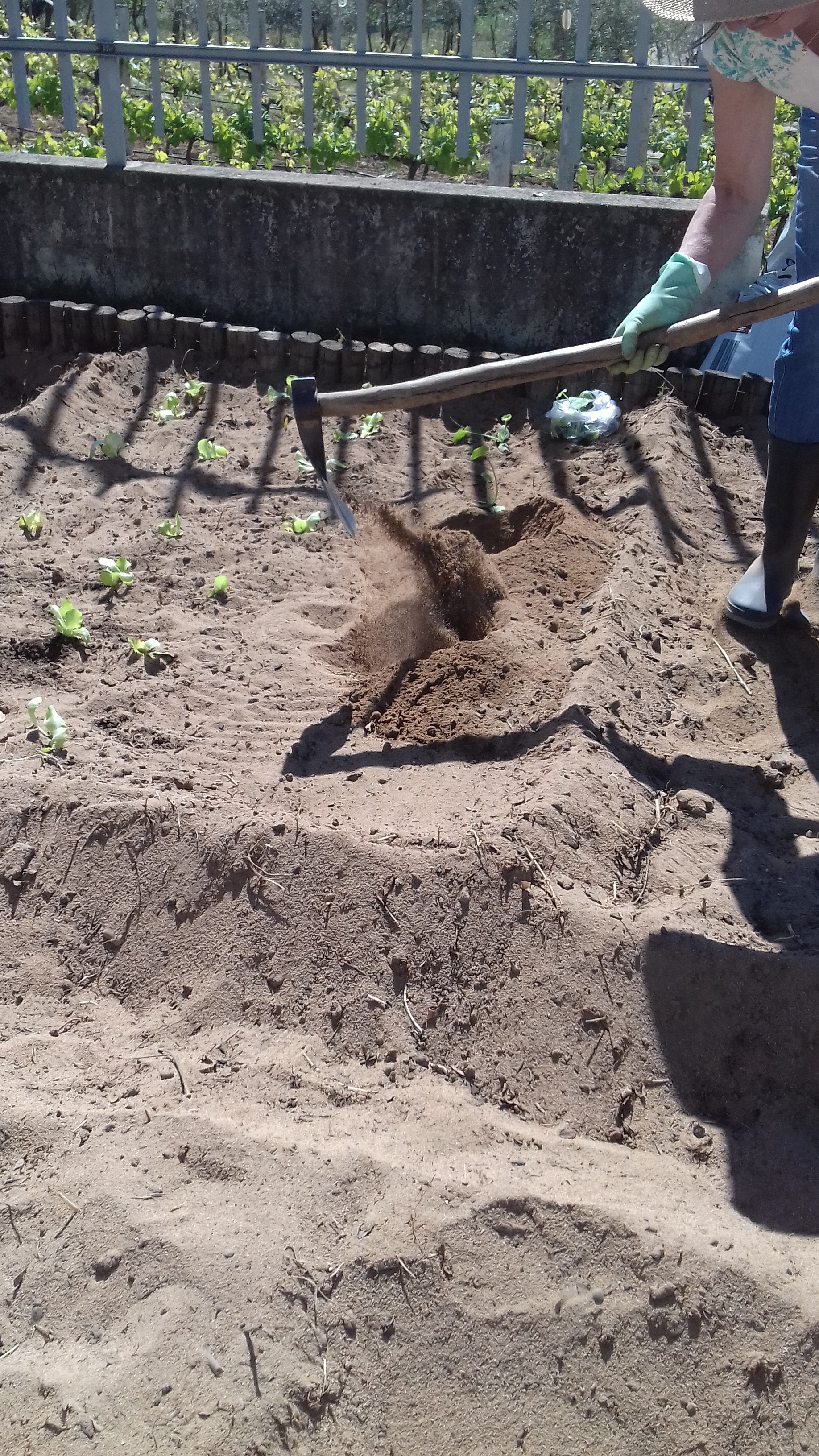 Início das plantações na horta.