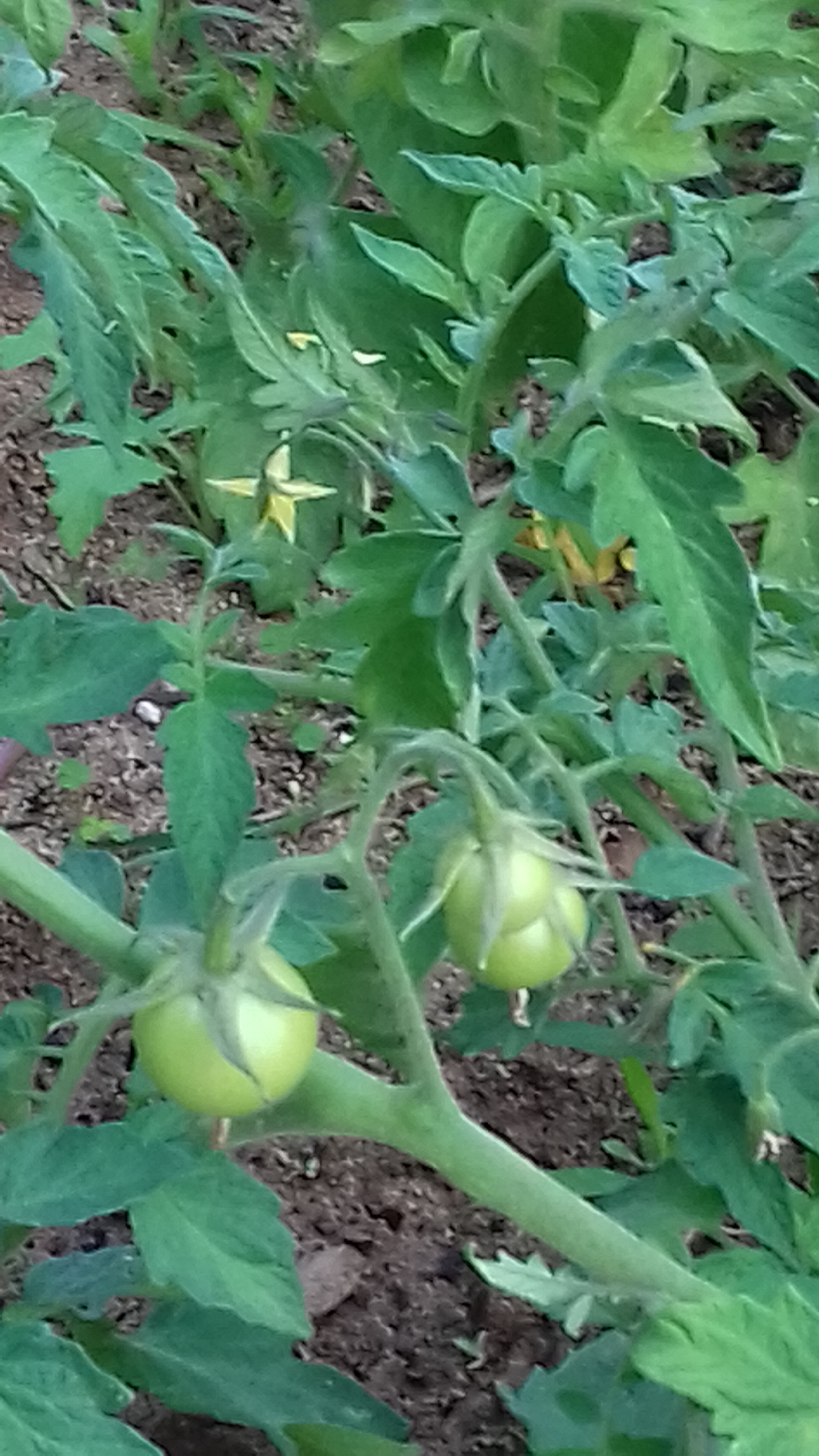 Produtos hortícolas em desenvolvimento na horta.