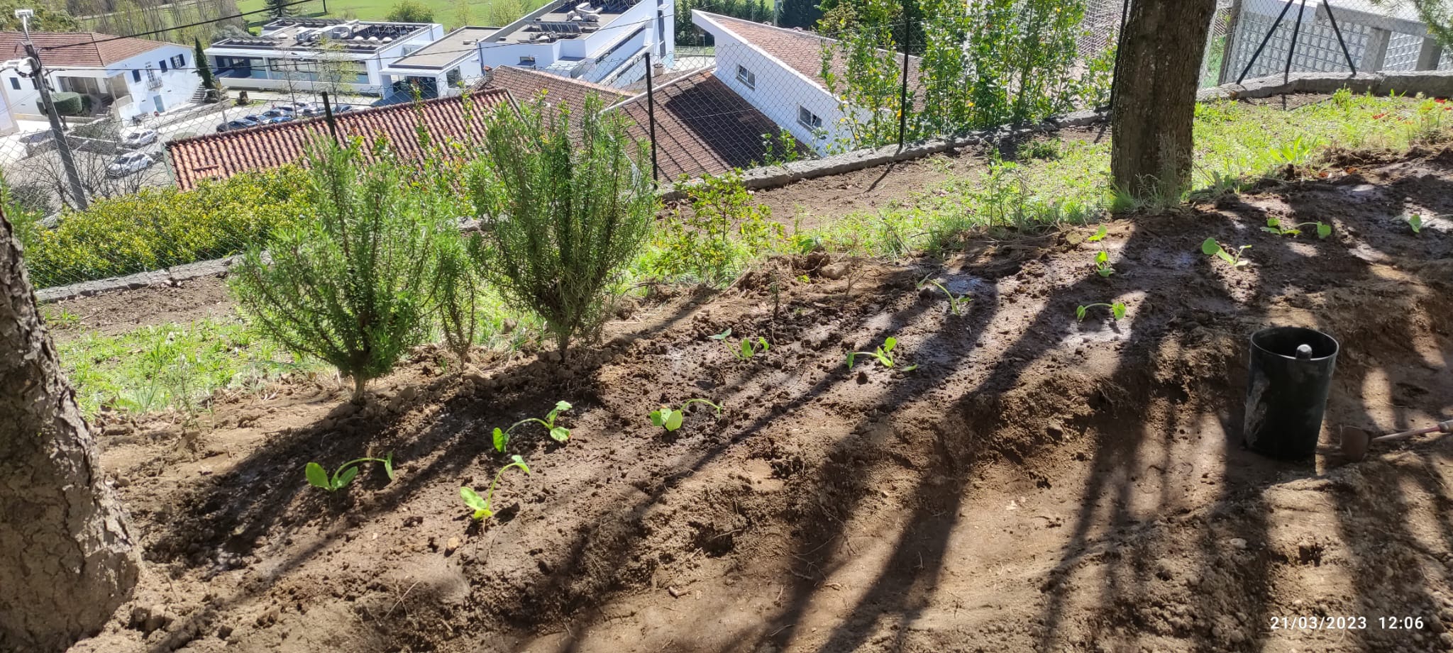 Plantação de courgetes na nossa horta.