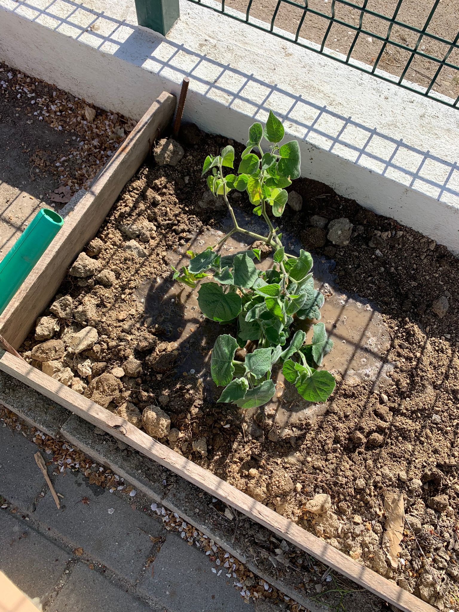 Ampliação do espaço da horta, com novos cultivos.
