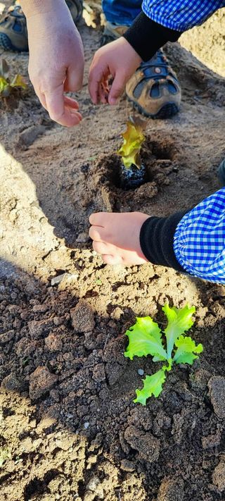 Plantação de alfaces