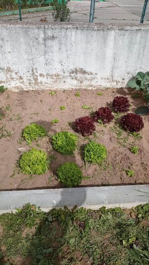 Alfaces para colher e novas alfaces plantadas