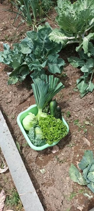 Alguns legumes colhidos