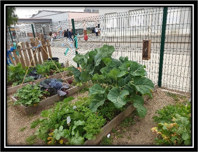A nossa horta em pleno crescimento
