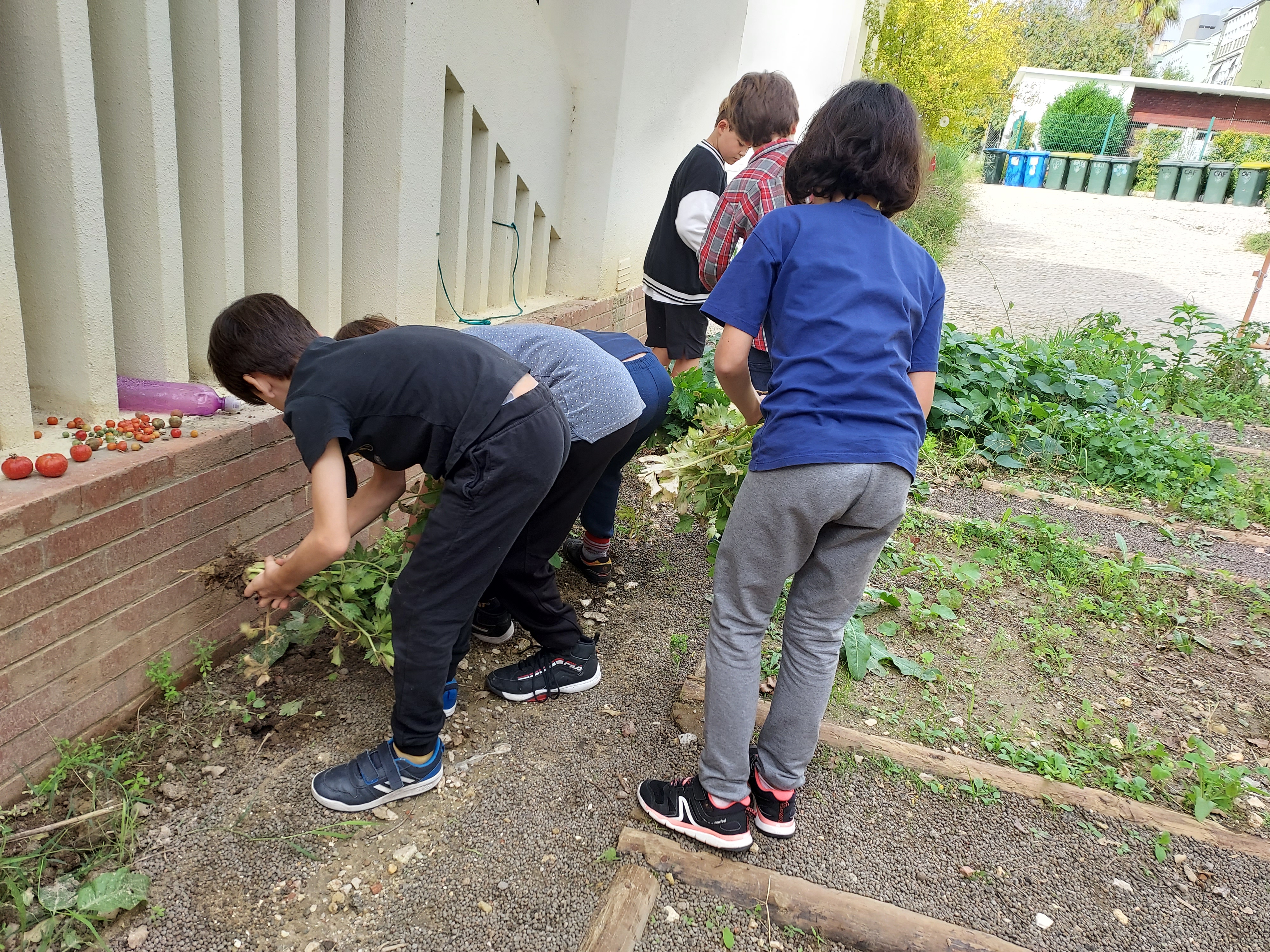 Preparação do terreno
Os alunos limpam o terreno, retirando as ervas e plantas cultivadas no ano letivo anterior.