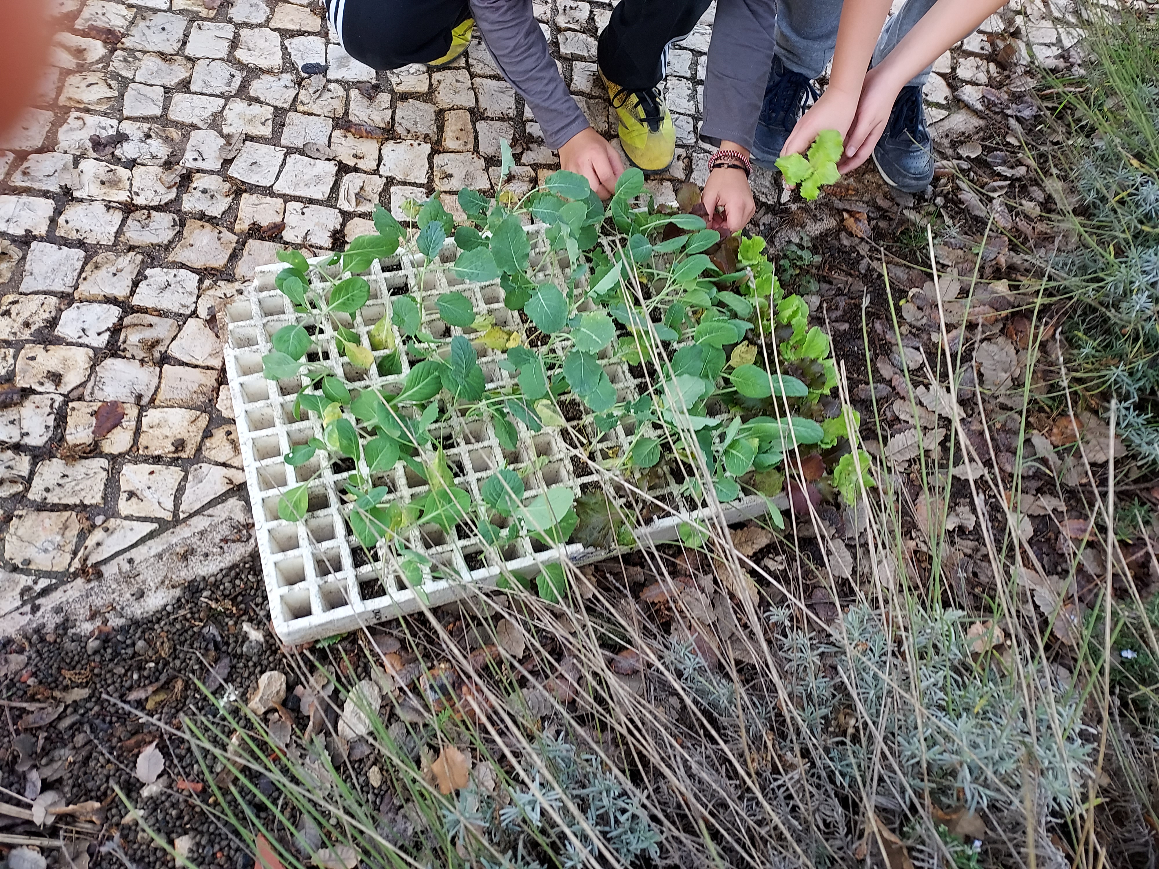 Plântulas
Com a colaboração de uma Encarregada de Educação, os alunos vão plantar couve- lombarda, brócolos, alfaces e semear favas, ervilhas e rabanetes.