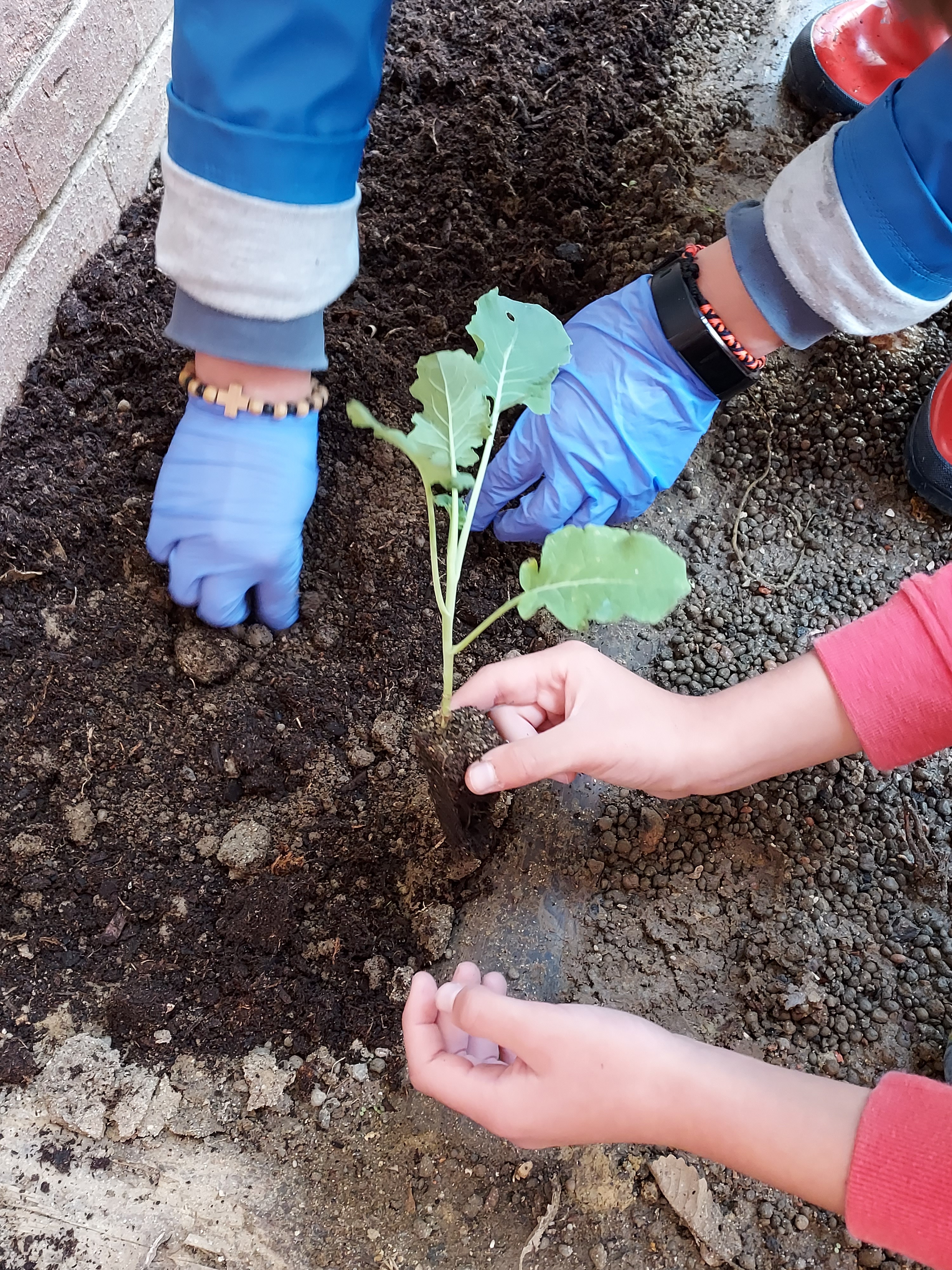 Plantação...
"Adorei plantar esta couve...!"