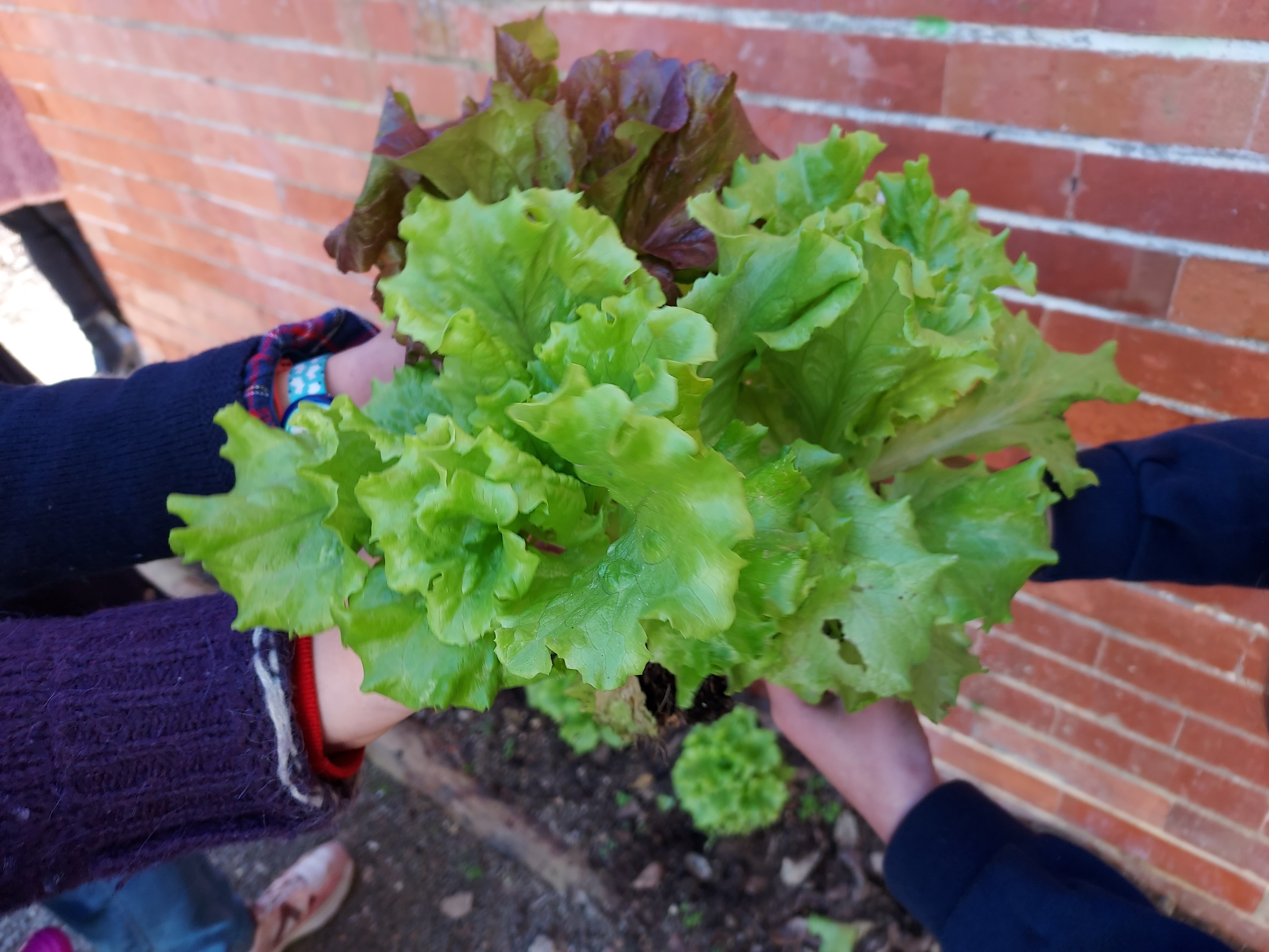Colheita...
"Hoje colhemos algumas alfaces da nossa horta e pudemos saboreá-las ao almoço, no refeitório da escola."
