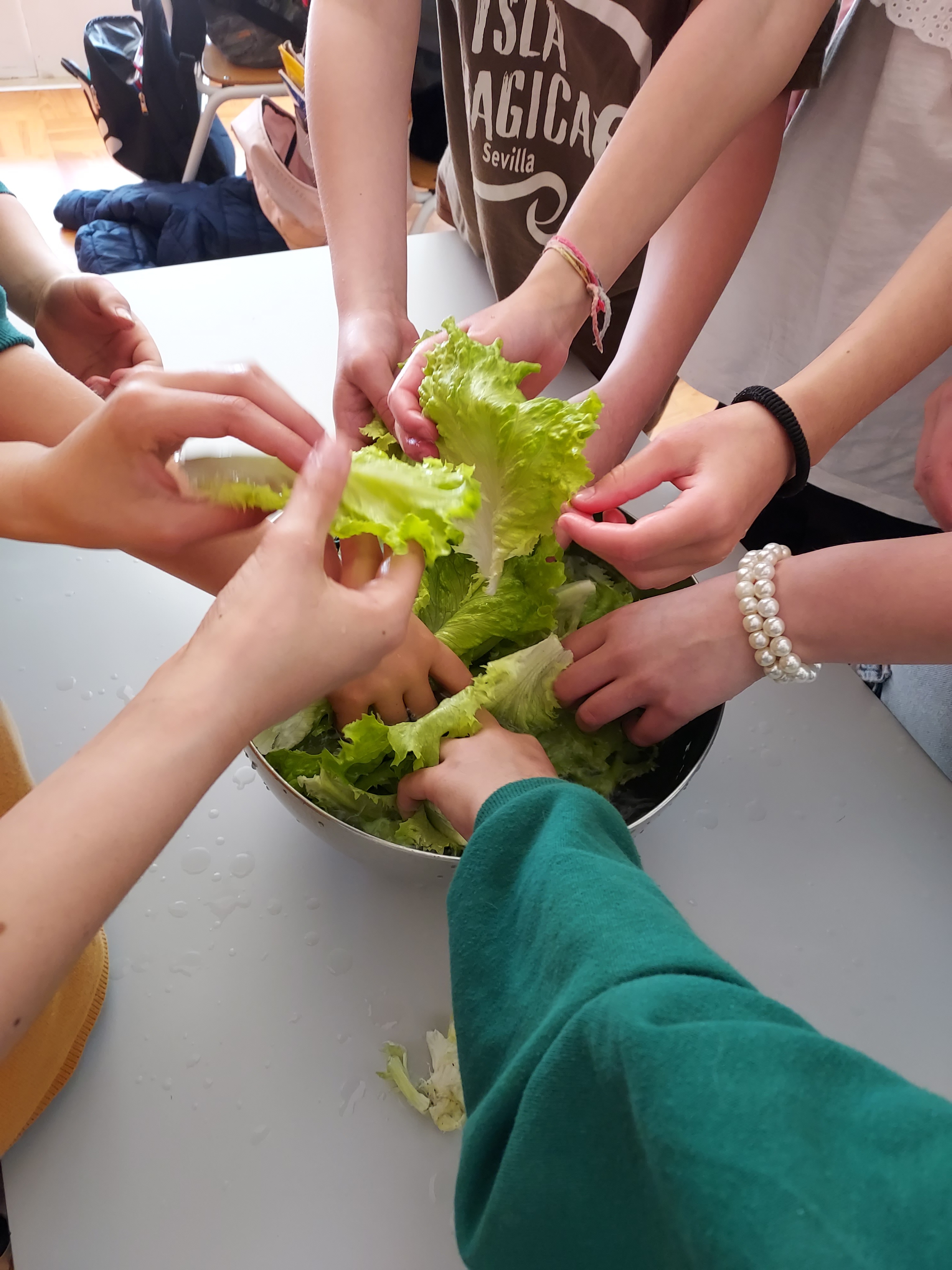 Lavagem e preparação da alface para a salada do almoço no refeitório da escola.