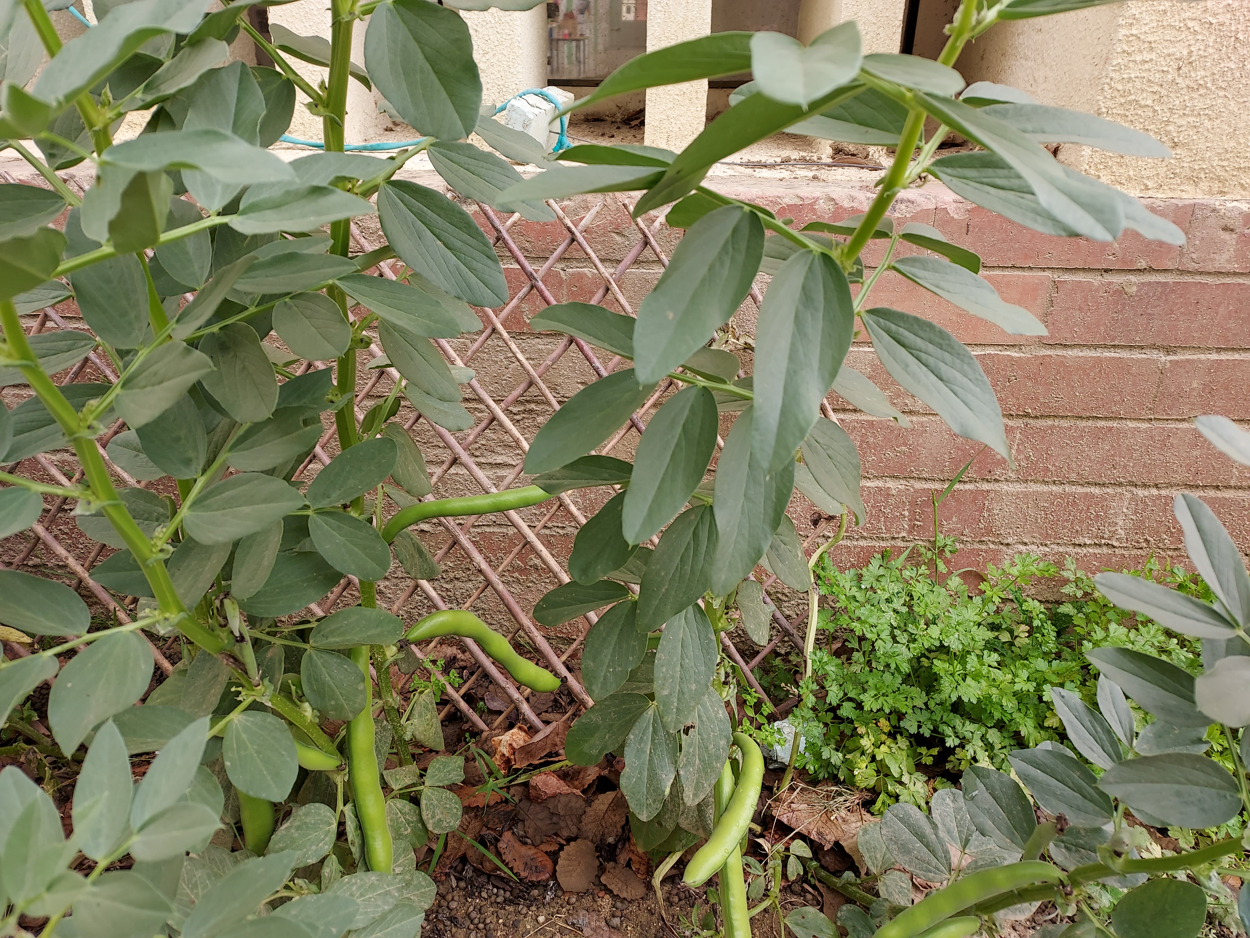 Favas