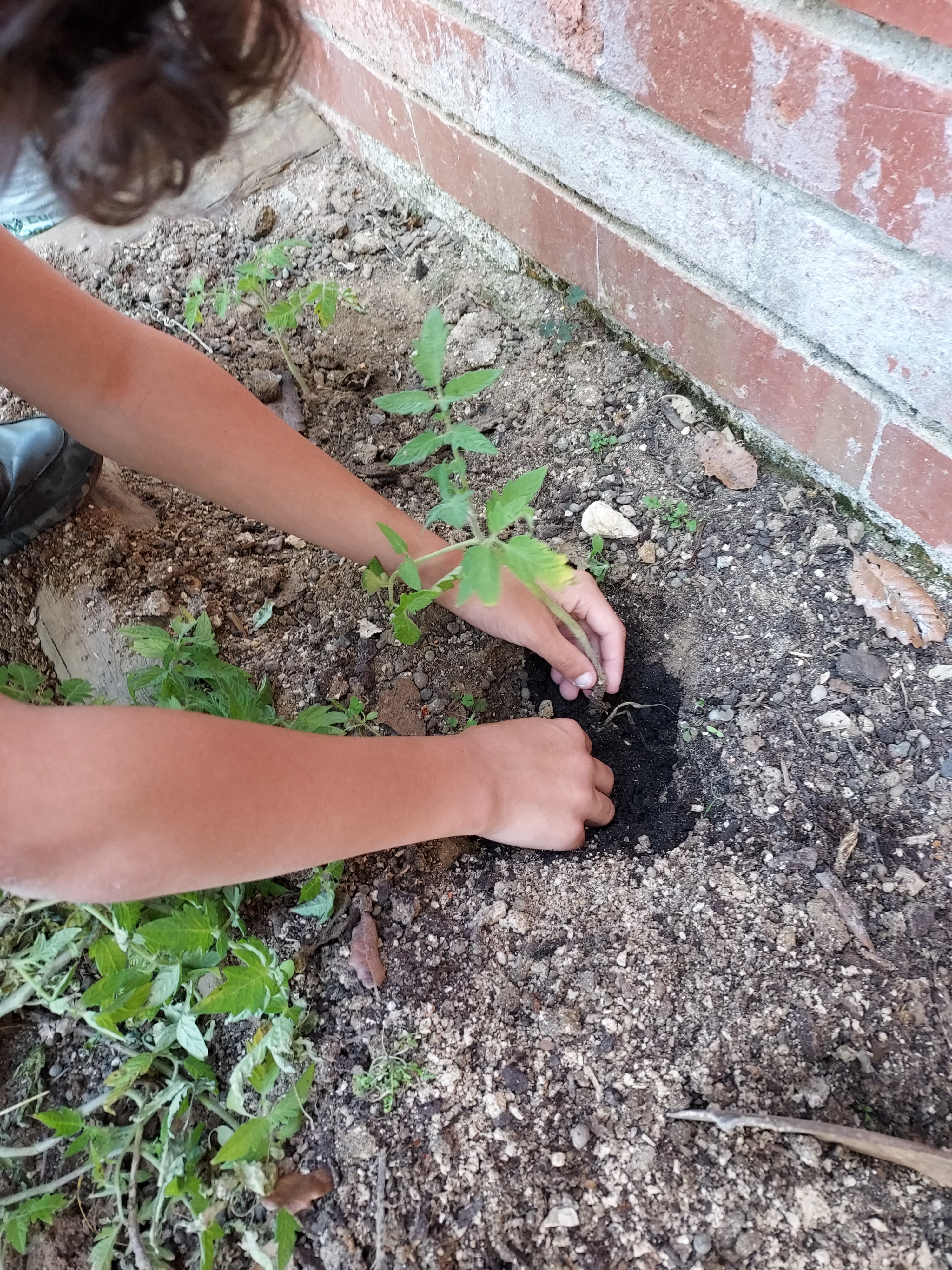 Plantação de tomateiros