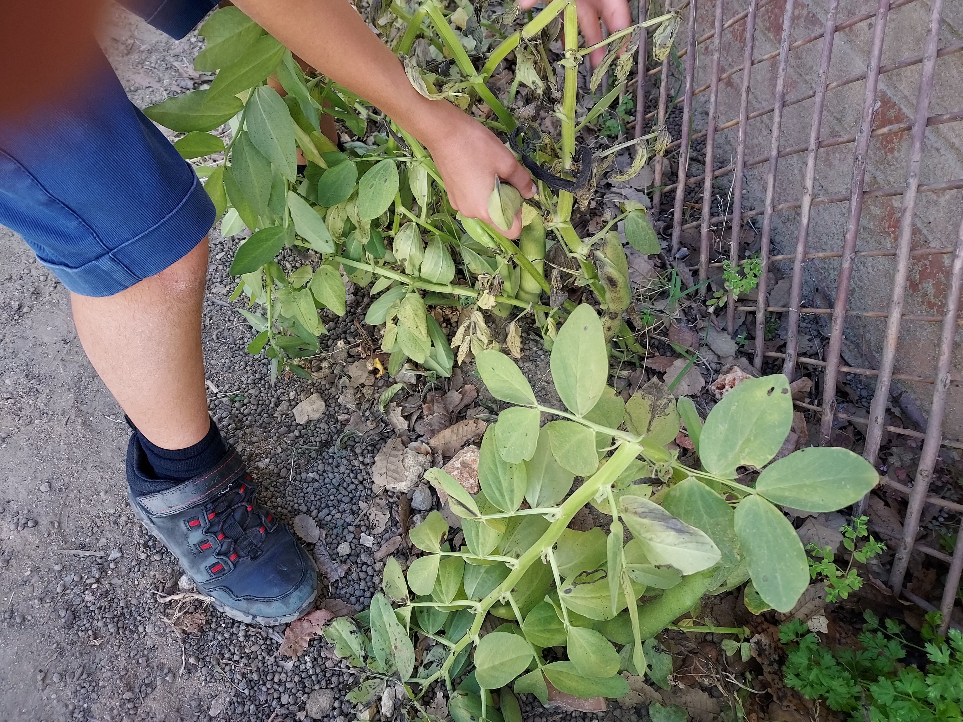 Colheita das favas