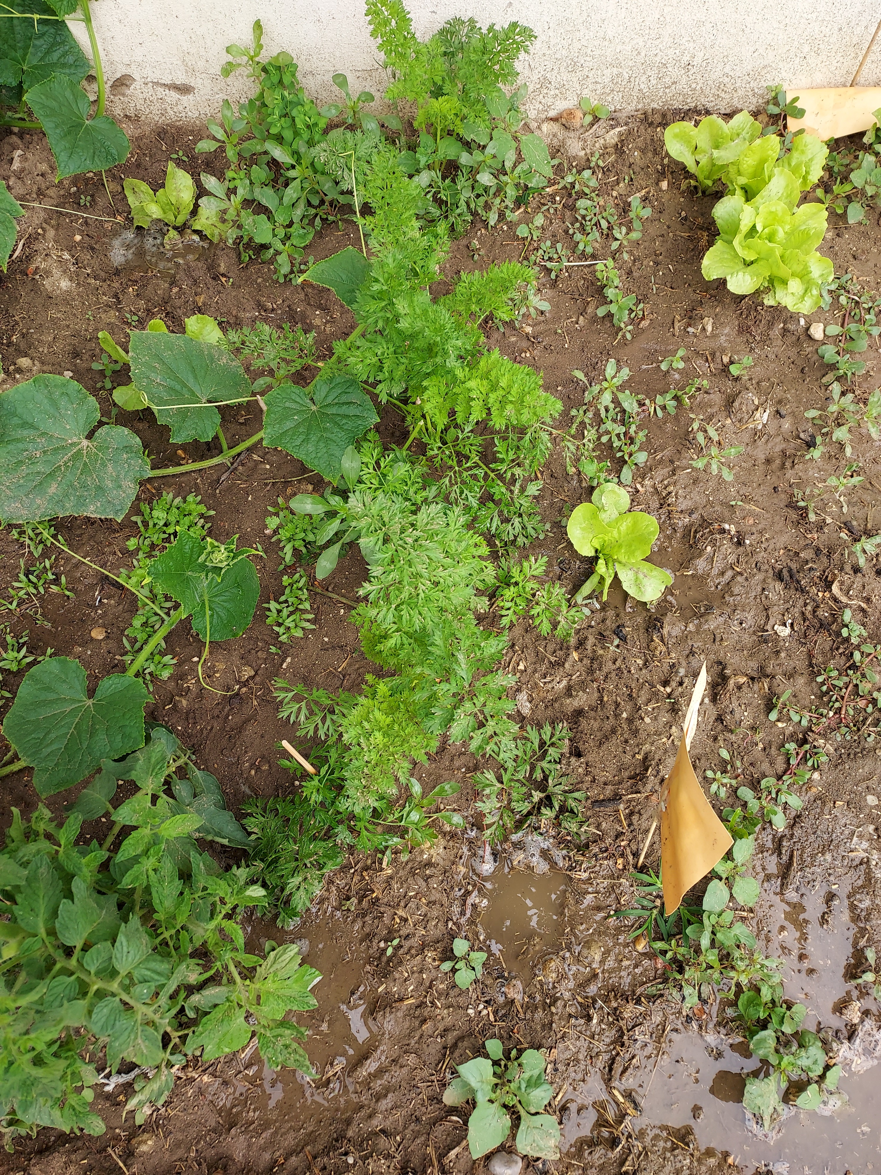 Coentros, pepinos e cenouras