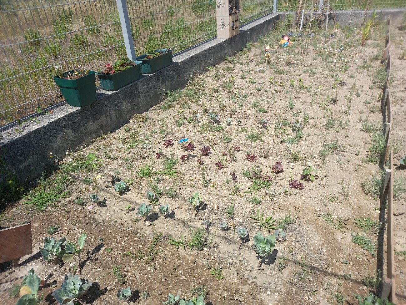 As nossas plantações.