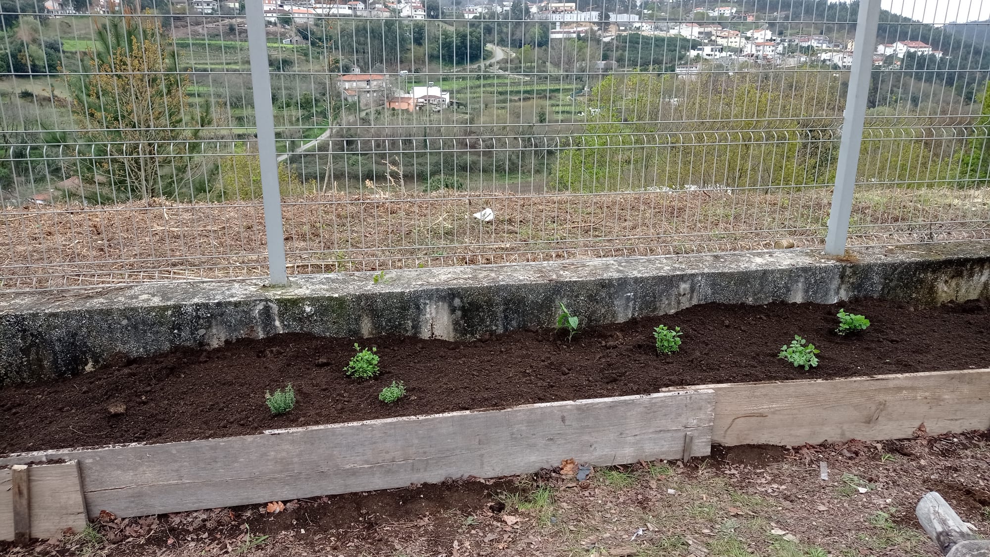Cantinho das aromáticas