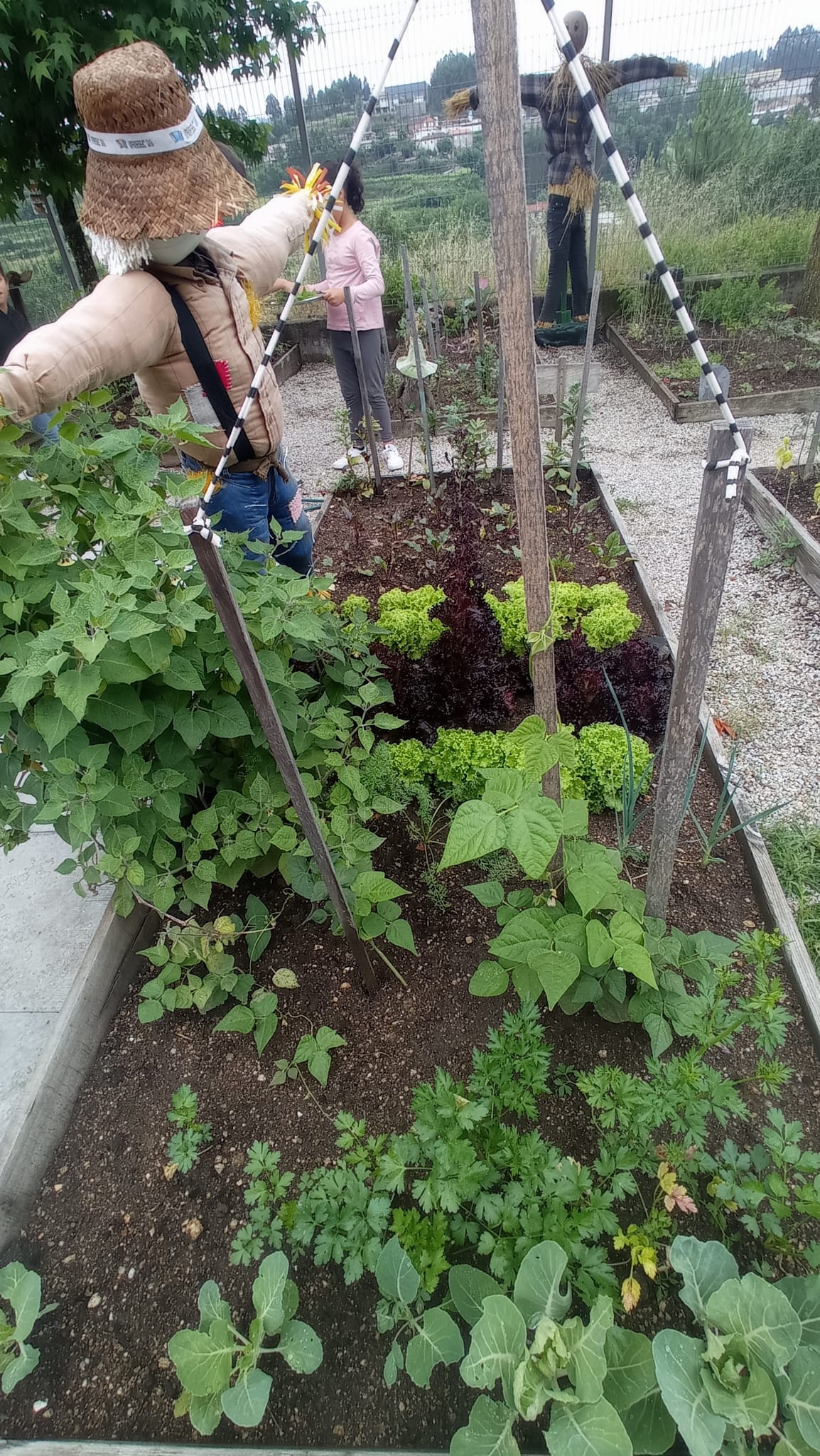 Os nossos legumes já estão a crescer