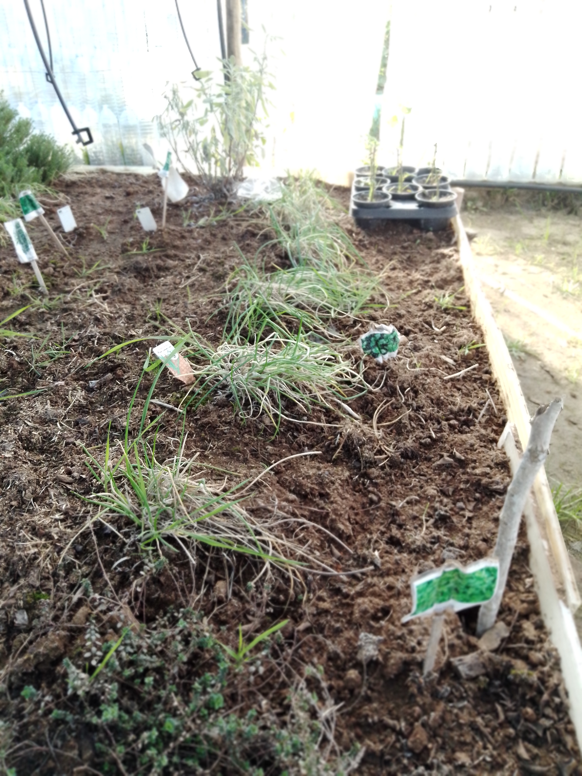 Terreno preparado para receber outras espécies hortícolas