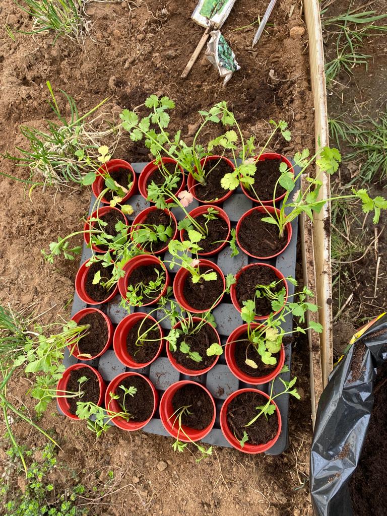 Aromáticas para plantar