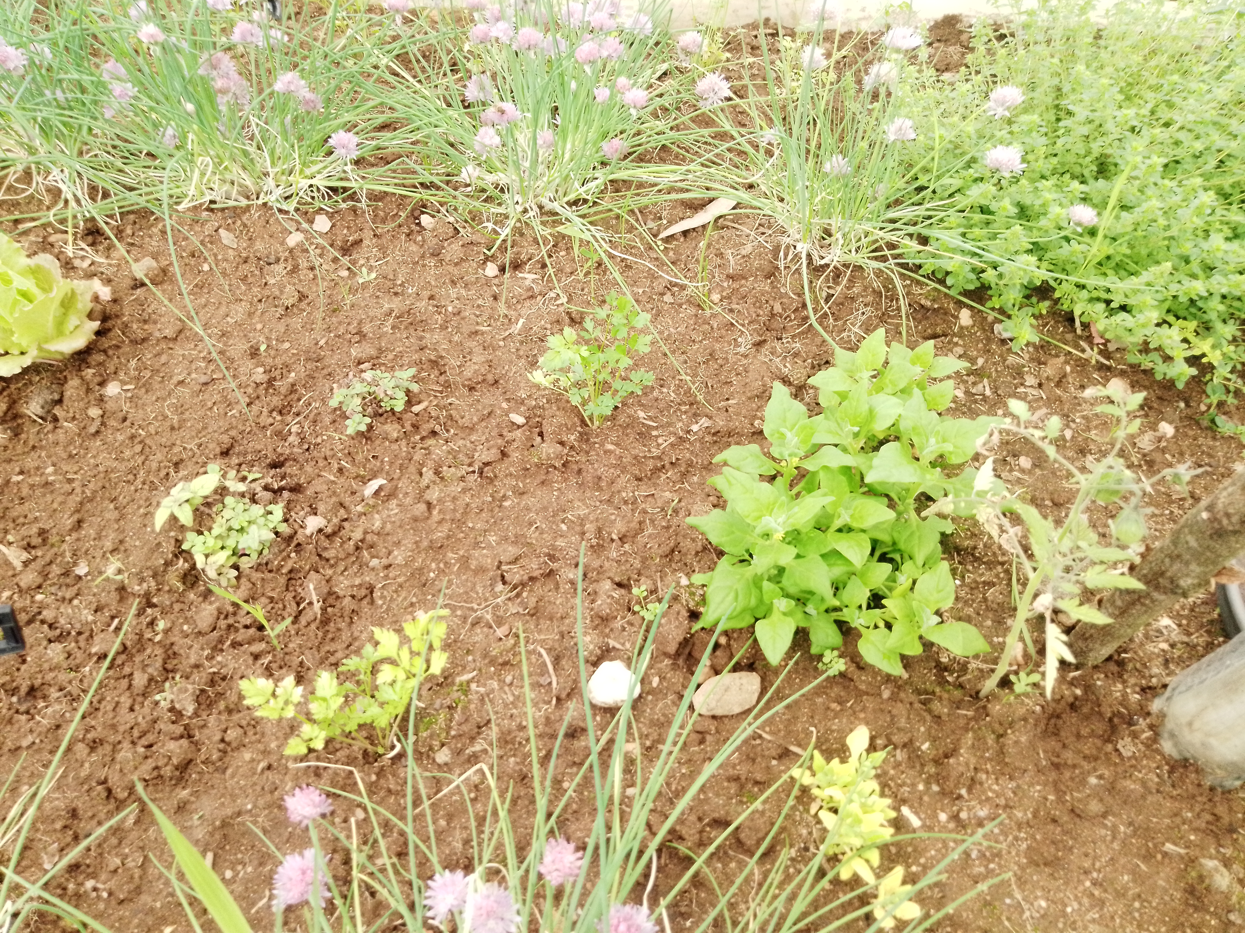 Cantinho das aromáticas na estufa biológica
