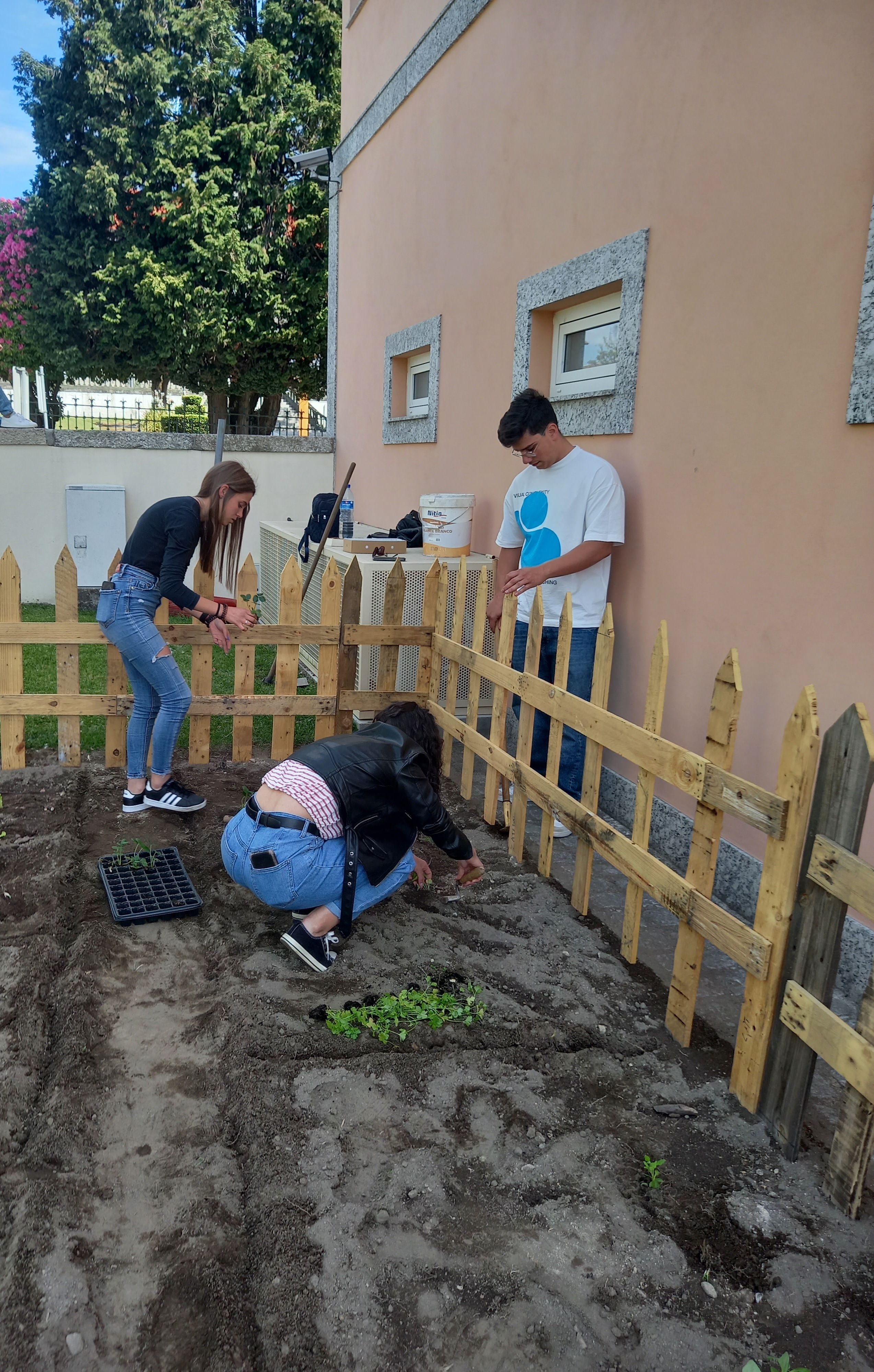 Plantação de morangos e salsa.