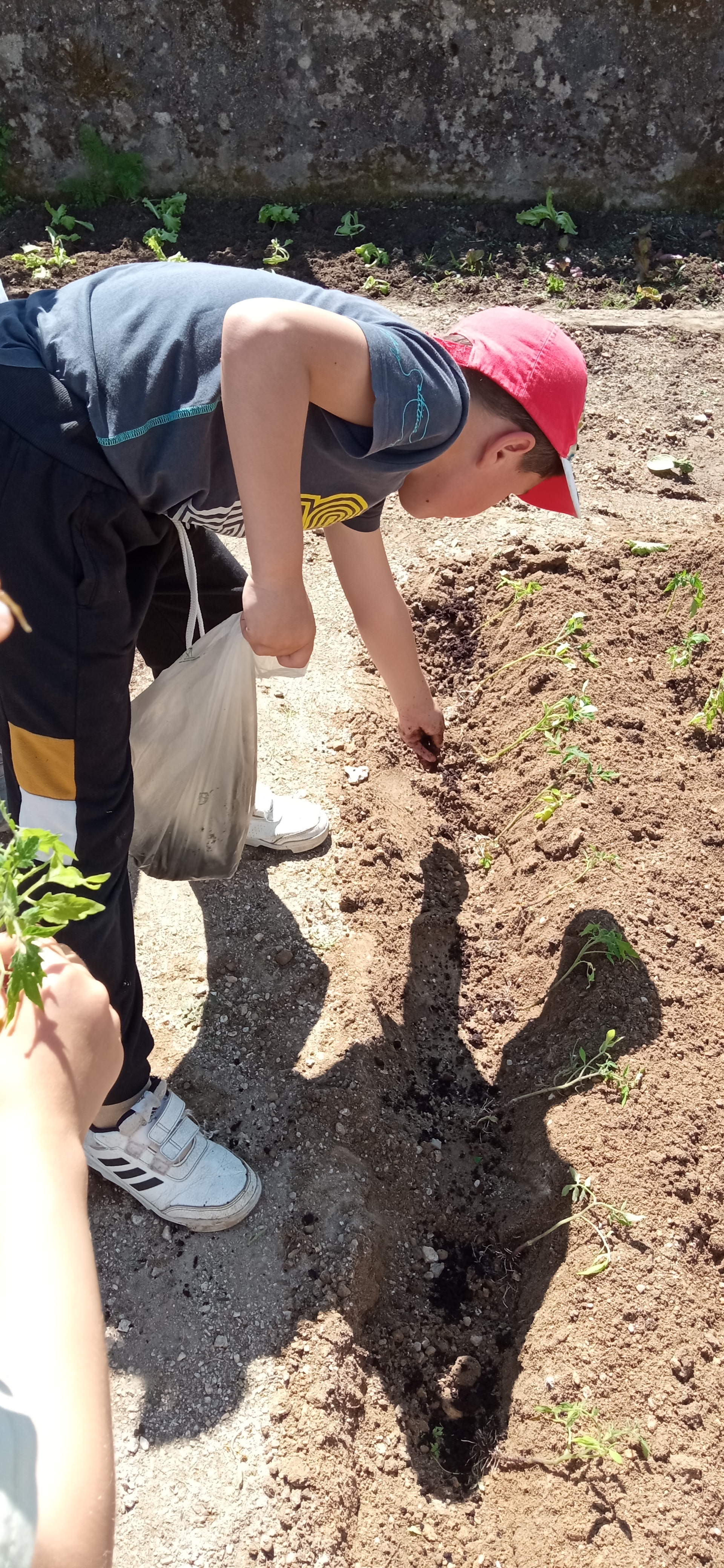Plantação de tomateiros e colocação de um fertilizante biológico (borras de café).