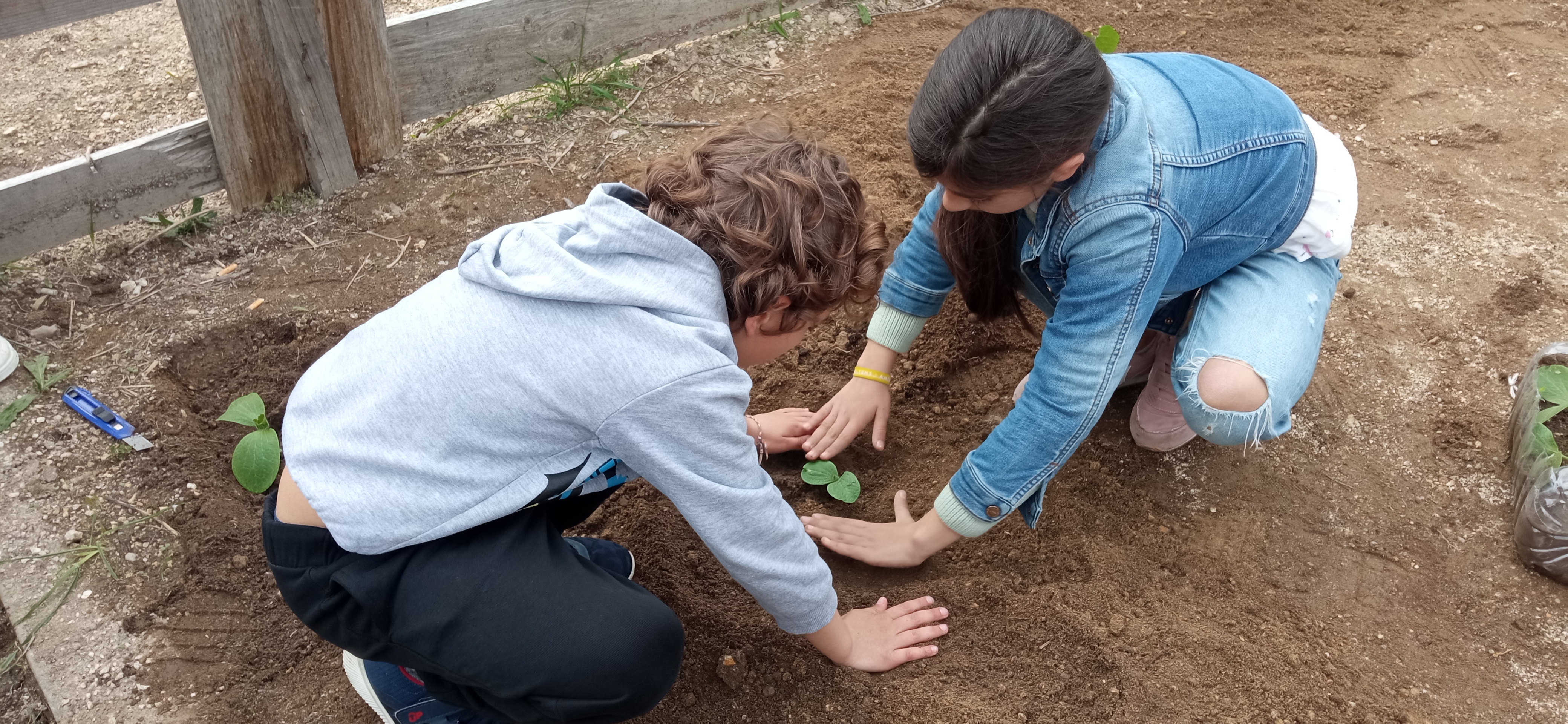 Plantação de abóboras
