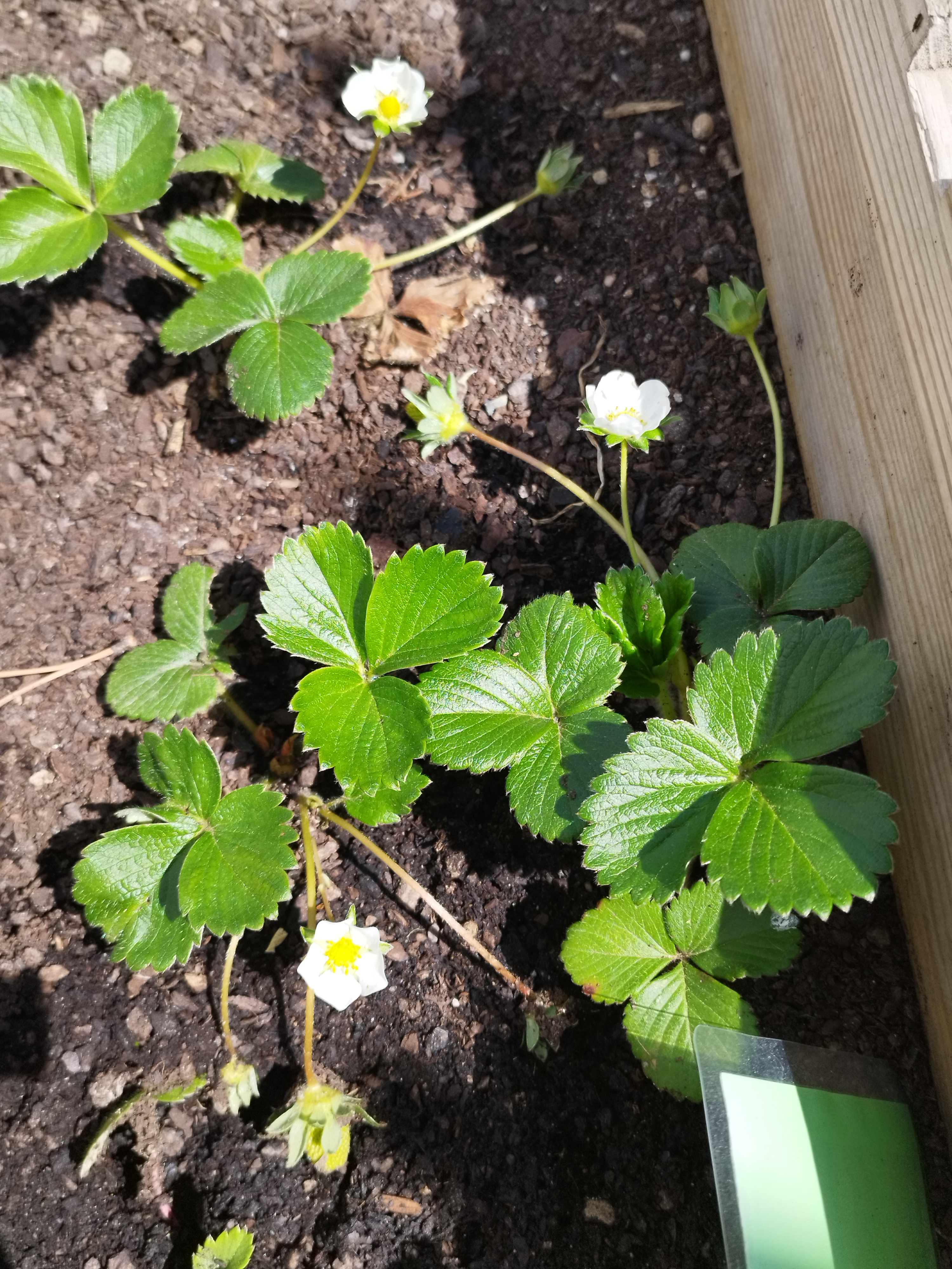 Os morangos já têm flor!