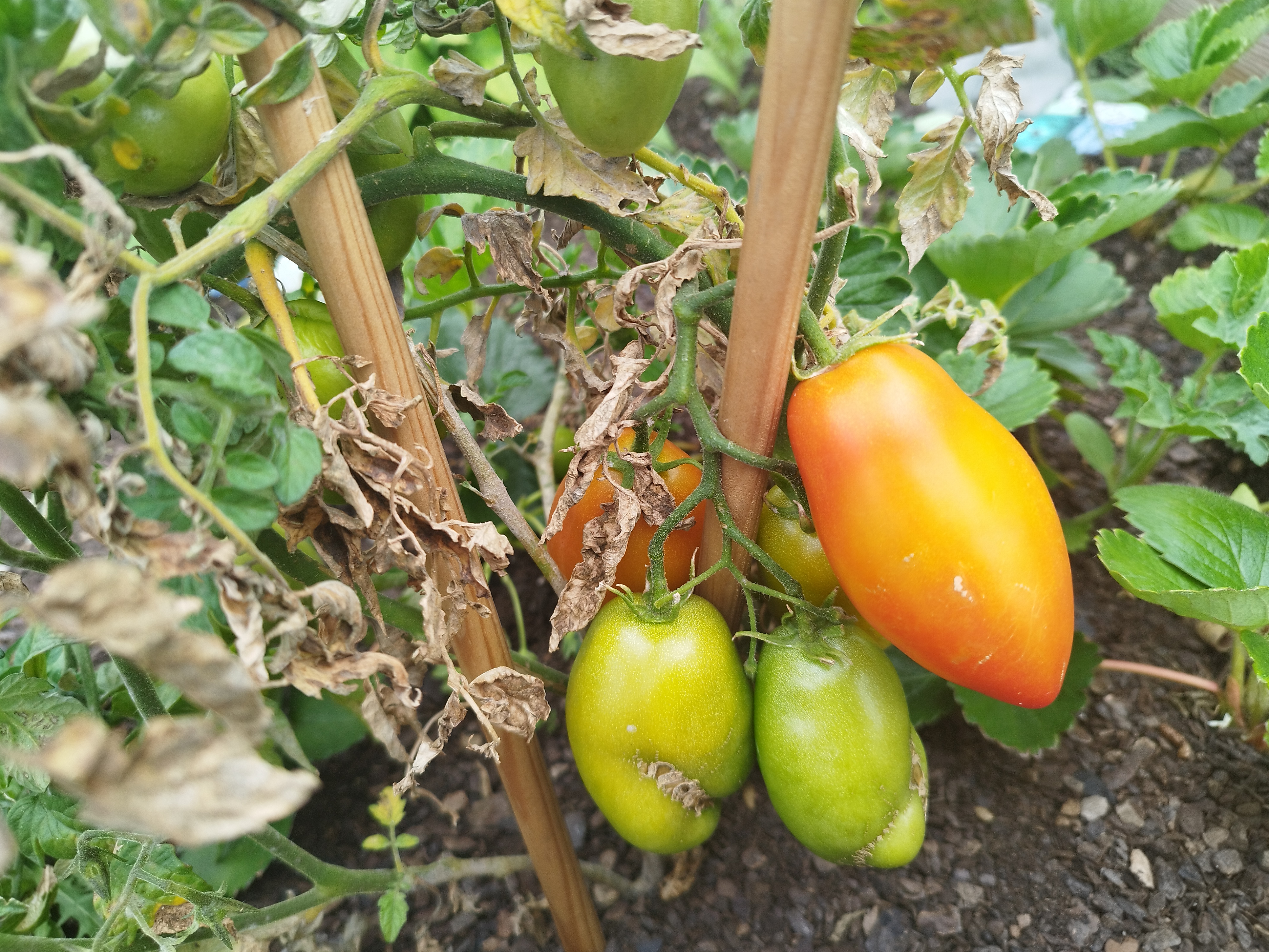 Os Frutos da horta!!!  Valeu a pena!!!