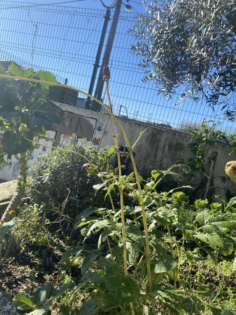 A horta no início do ano, janeiro.
Tinha ainda algumas plantas pois o inverno foi ameno.