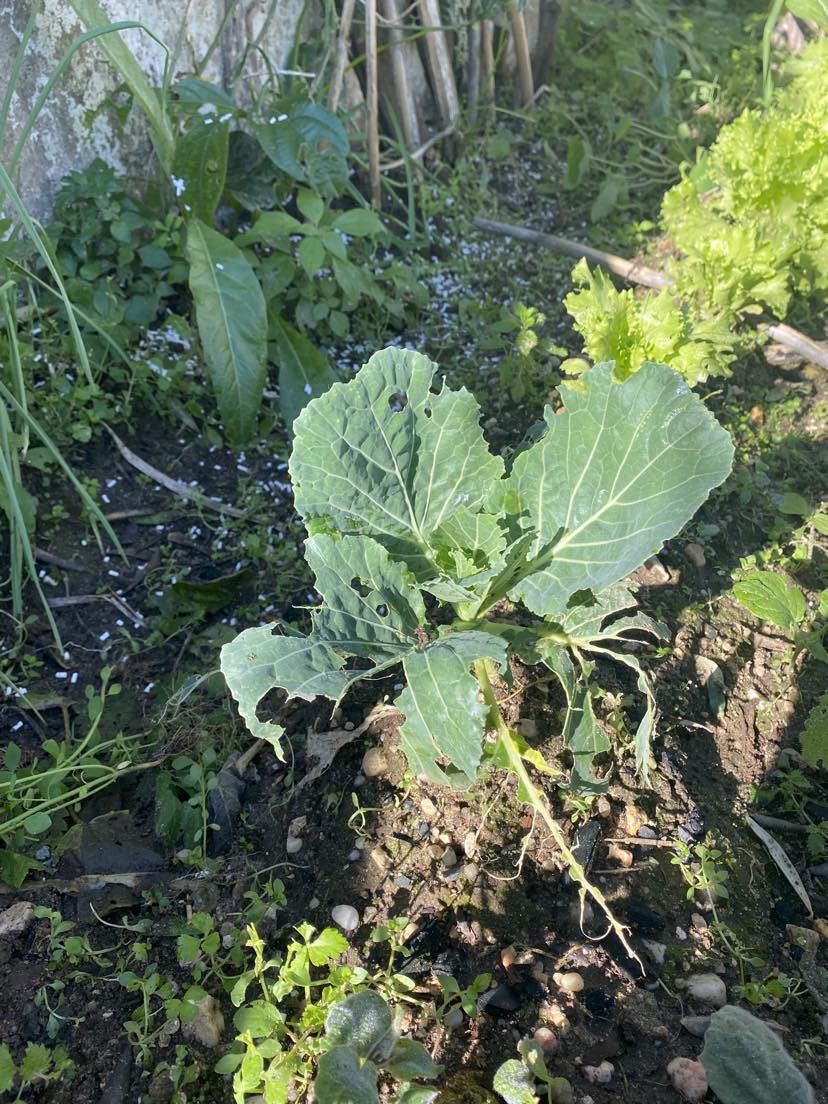 Couve lombarda plantada em setembro
